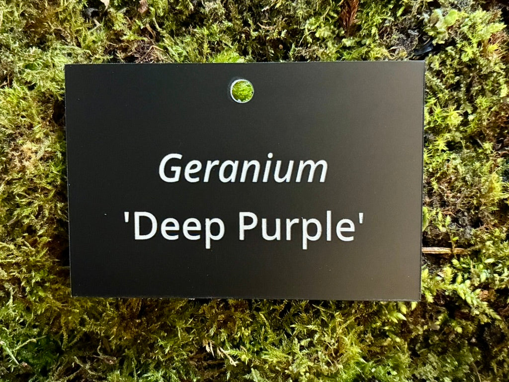 Geranium 'Deep Purple' - Plant label