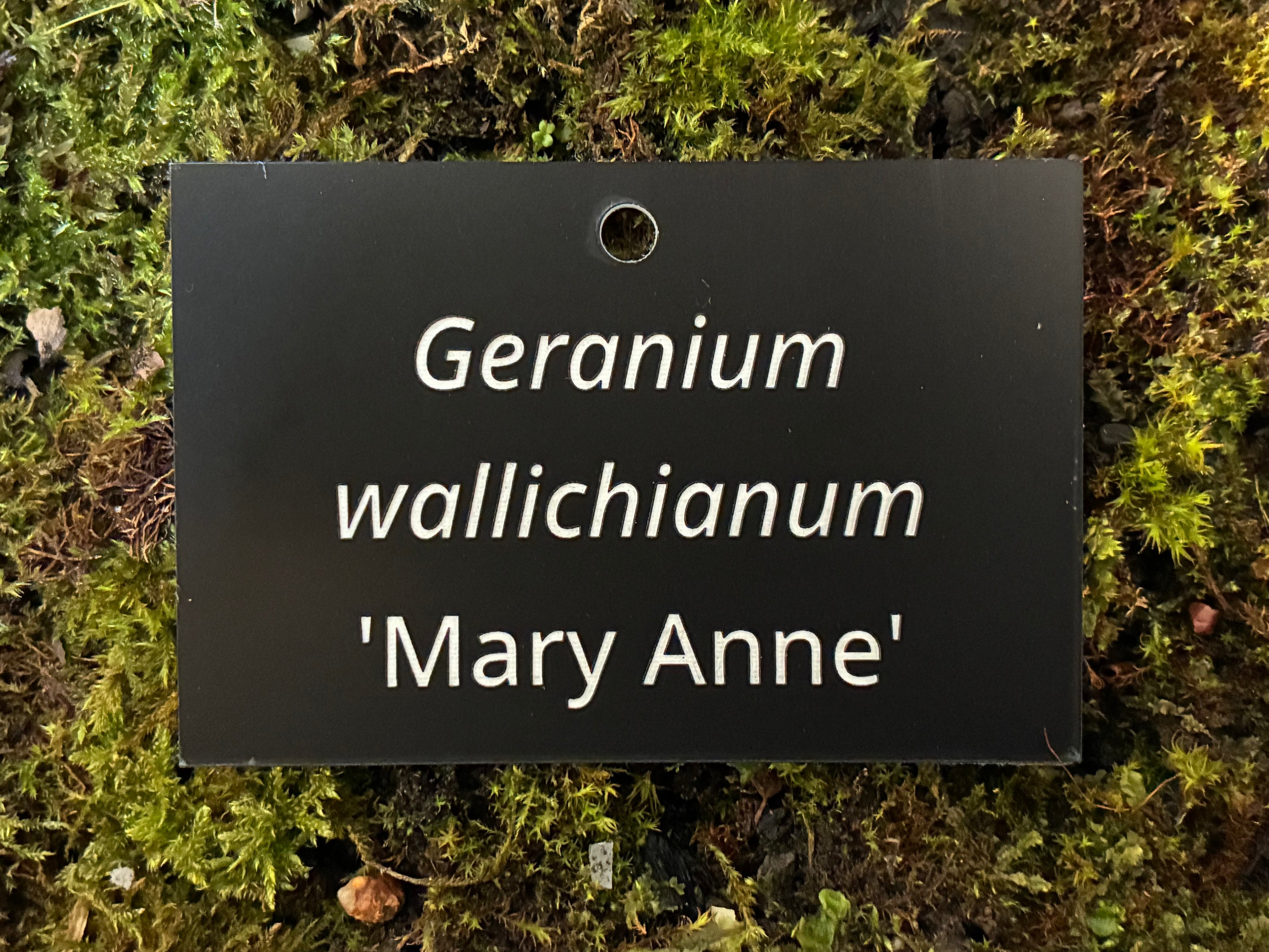 Geranium wallichianum 'Mary Anne' - Plant label