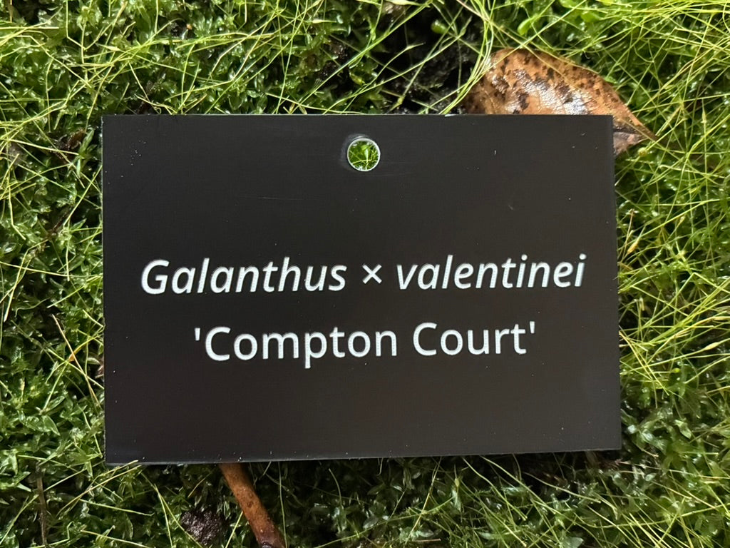 Galanthus × valentinei 'Compton Court' - Plant label