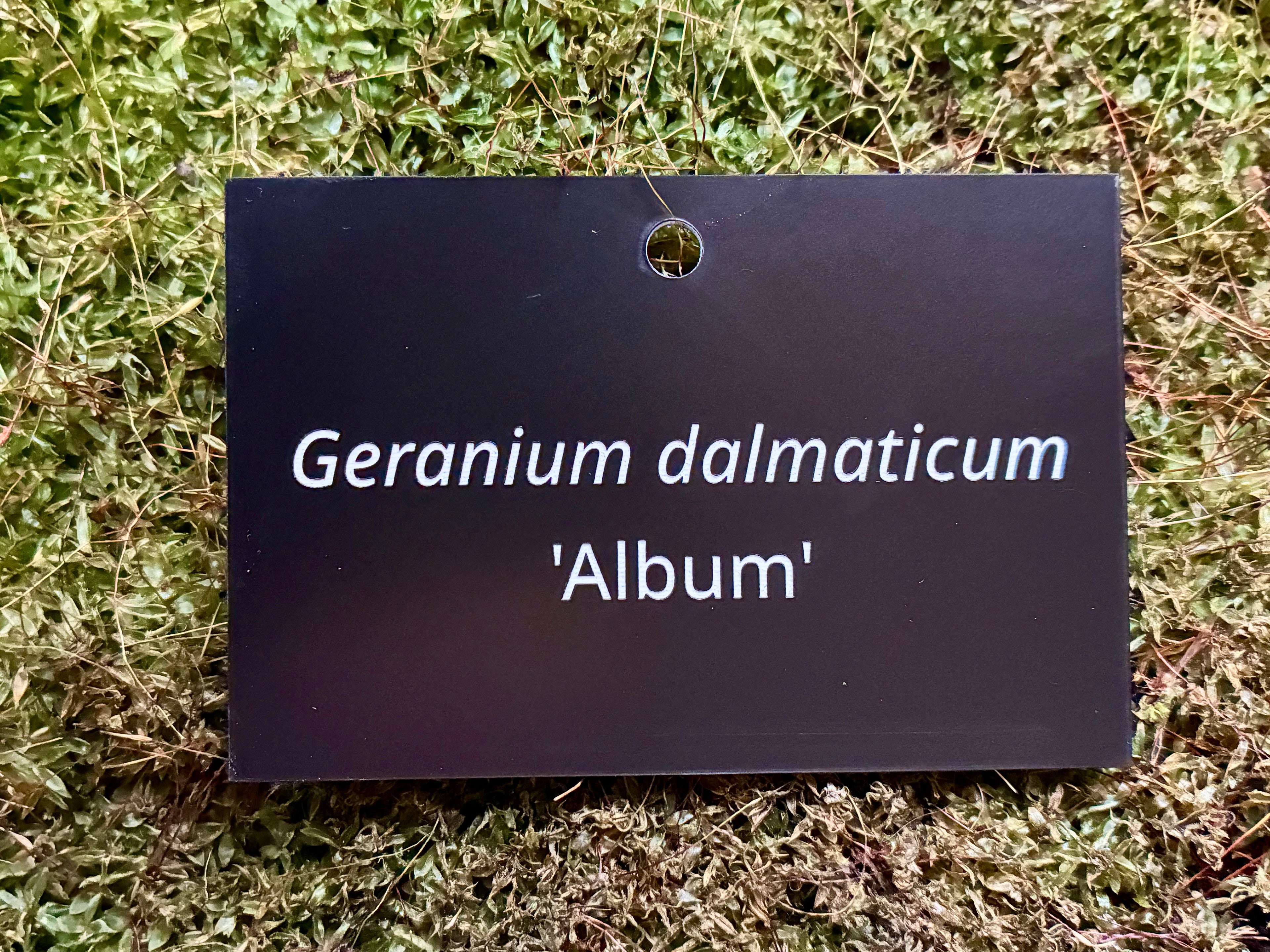 Geranium dalmaticum 'Album' - Plant label