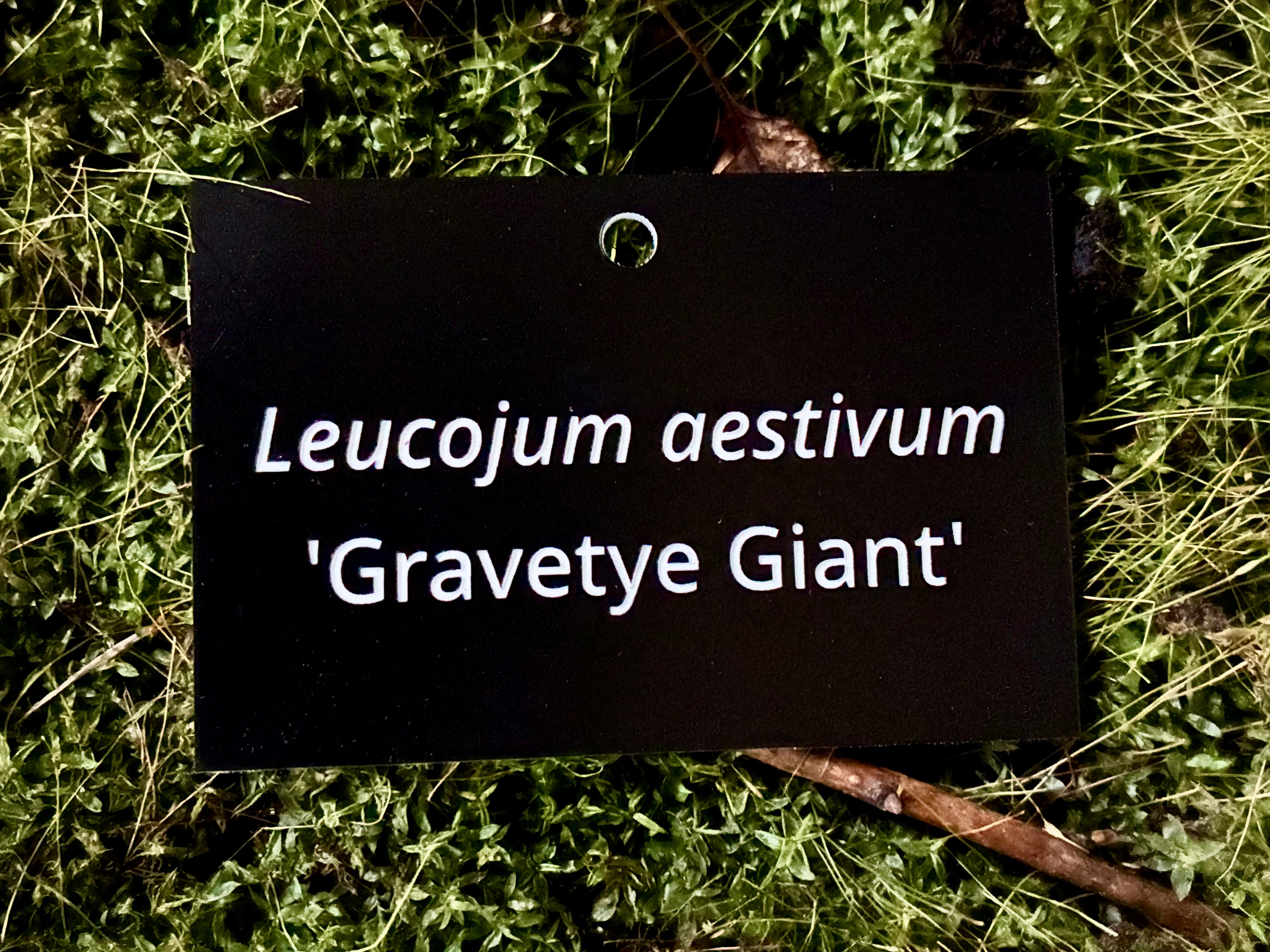 Leucojum aestivum 'Gravetye Giant' - Plant label