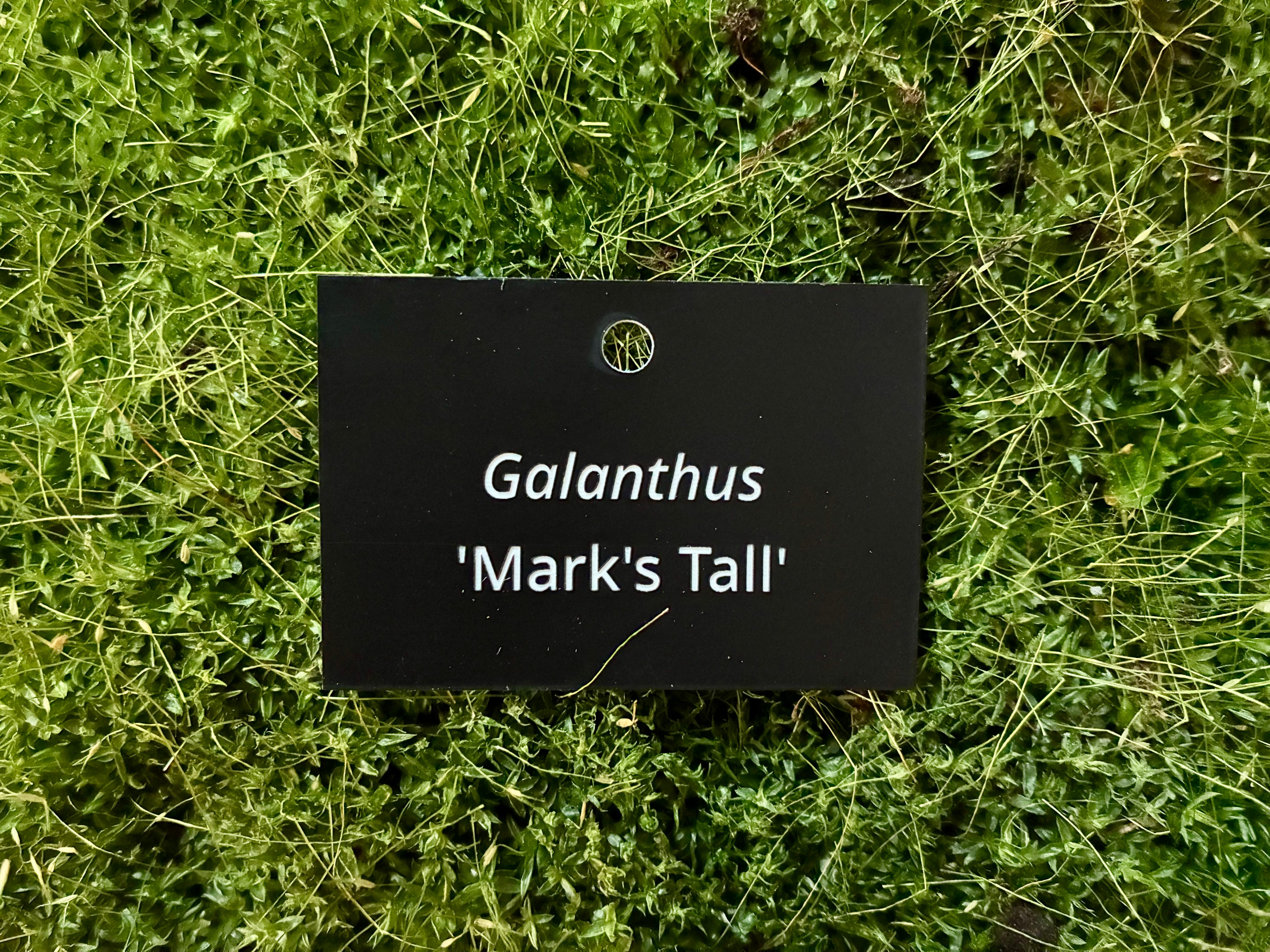 Galanthus 'Mark's Tall' - Plant label