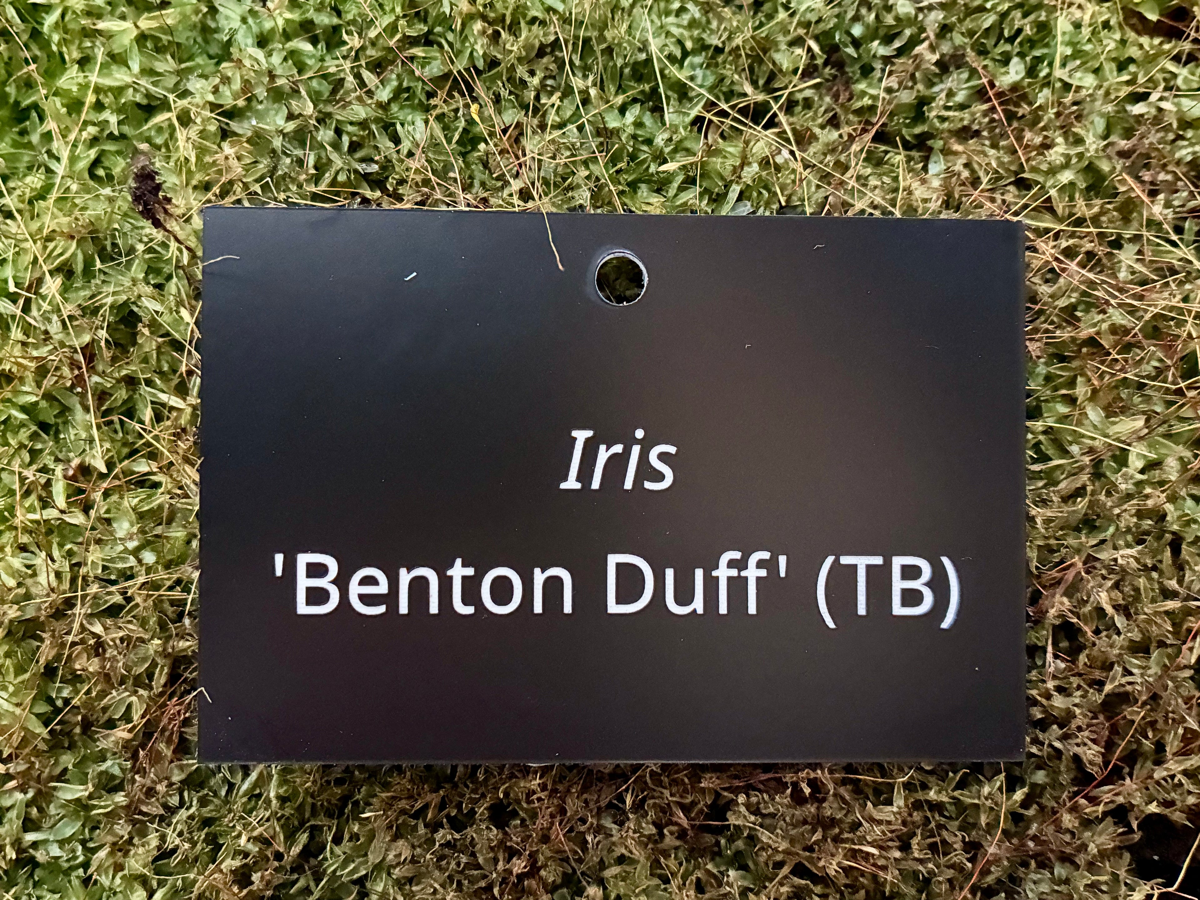 Iris 'Benton Duff' (TB) - Plant label