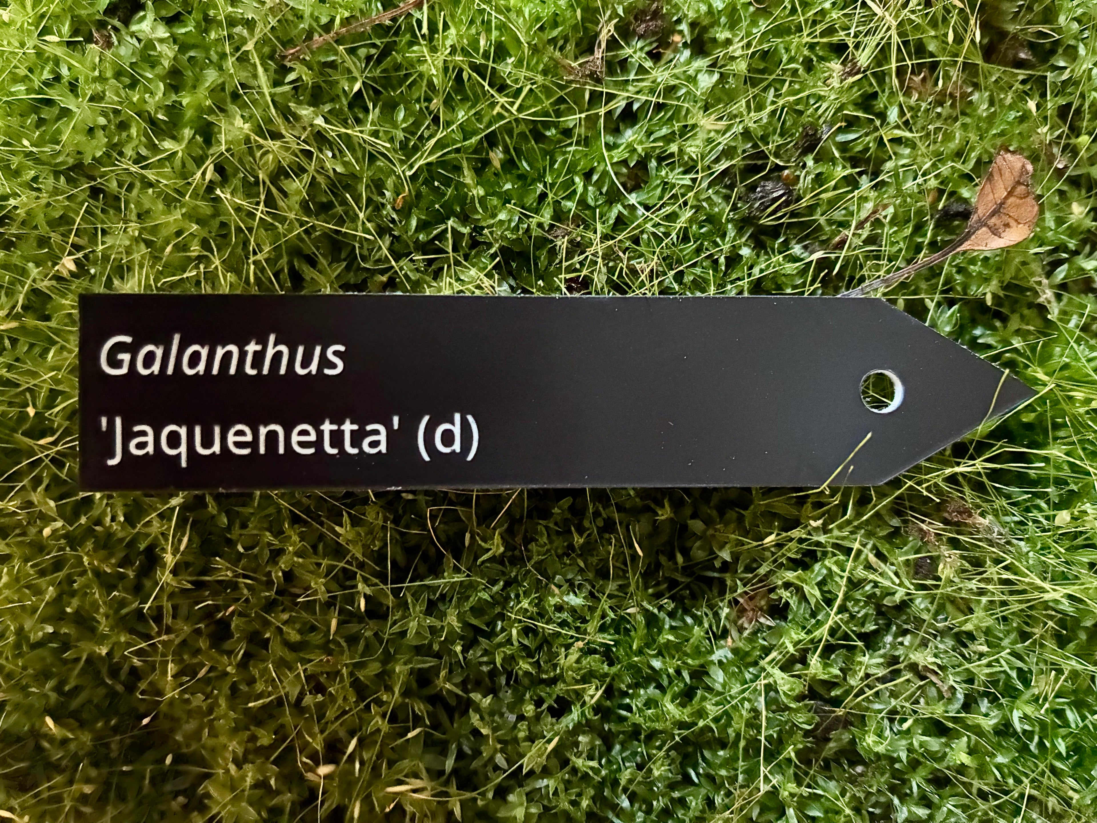 Galanthus 'Jaquenetta' (d) - Plant label