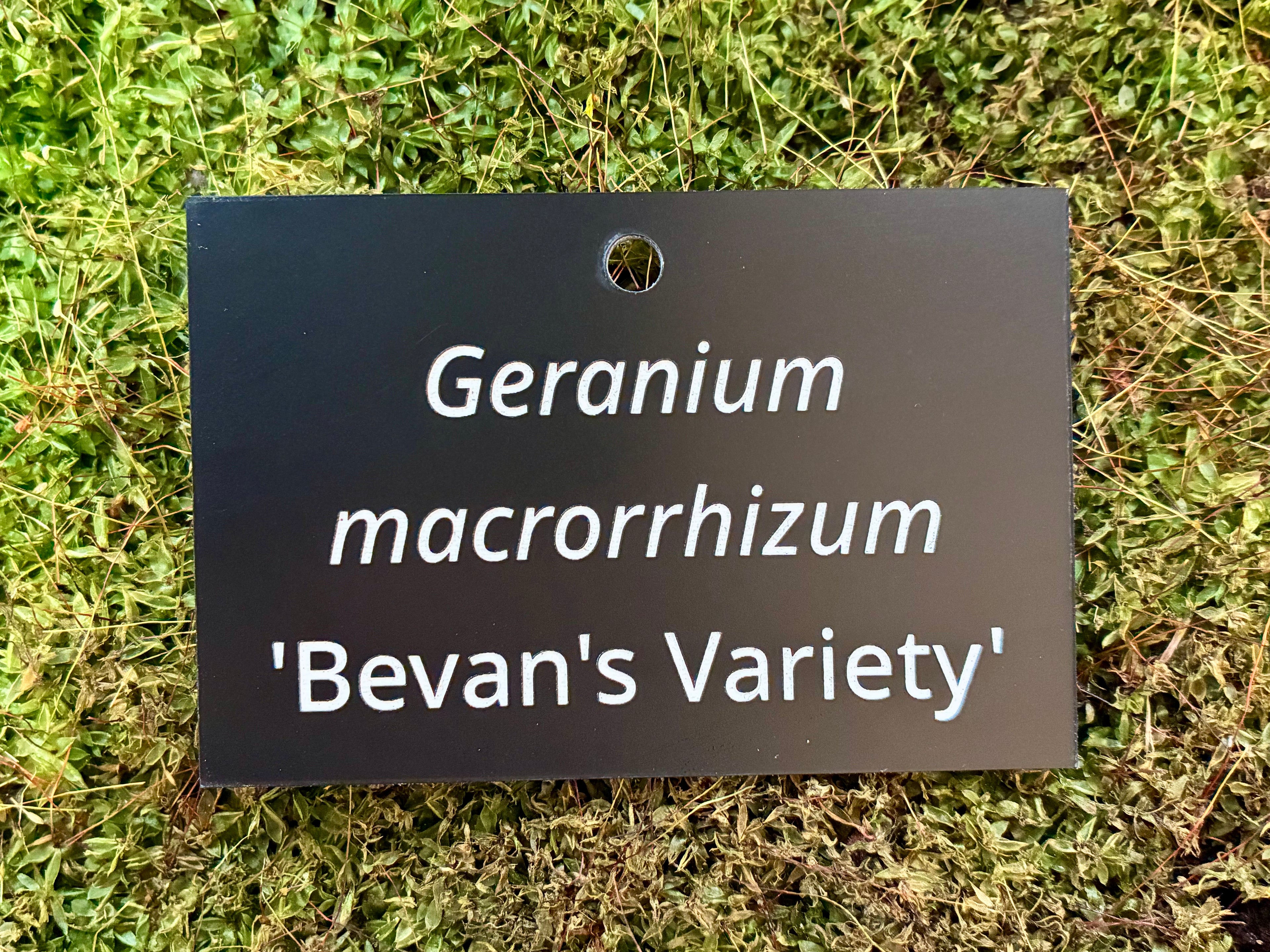 Geranium macrorrhizum 'Bevan's Variety' - Plant label