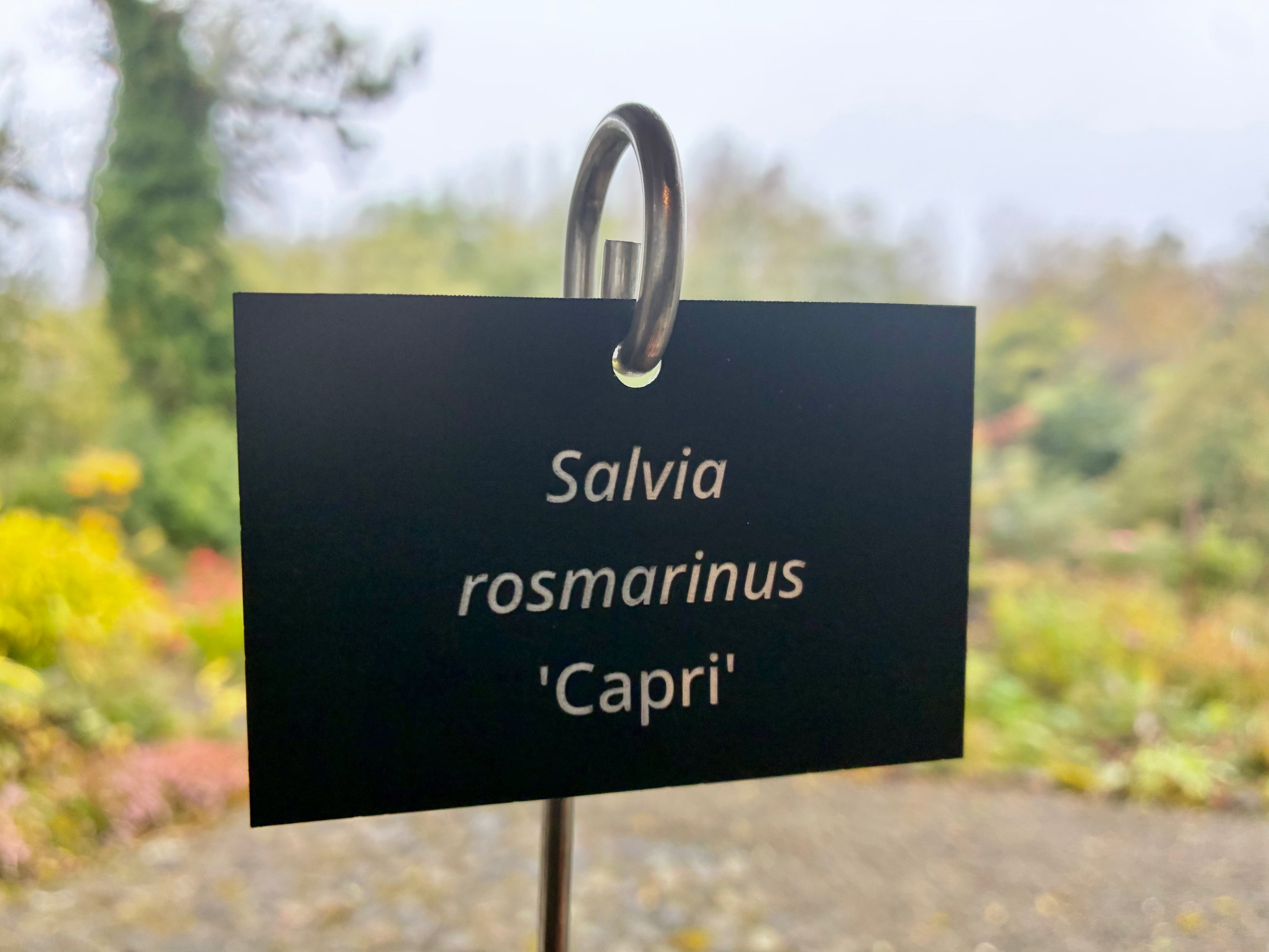 Salvia rosmarinus 'Capri' - Plant label