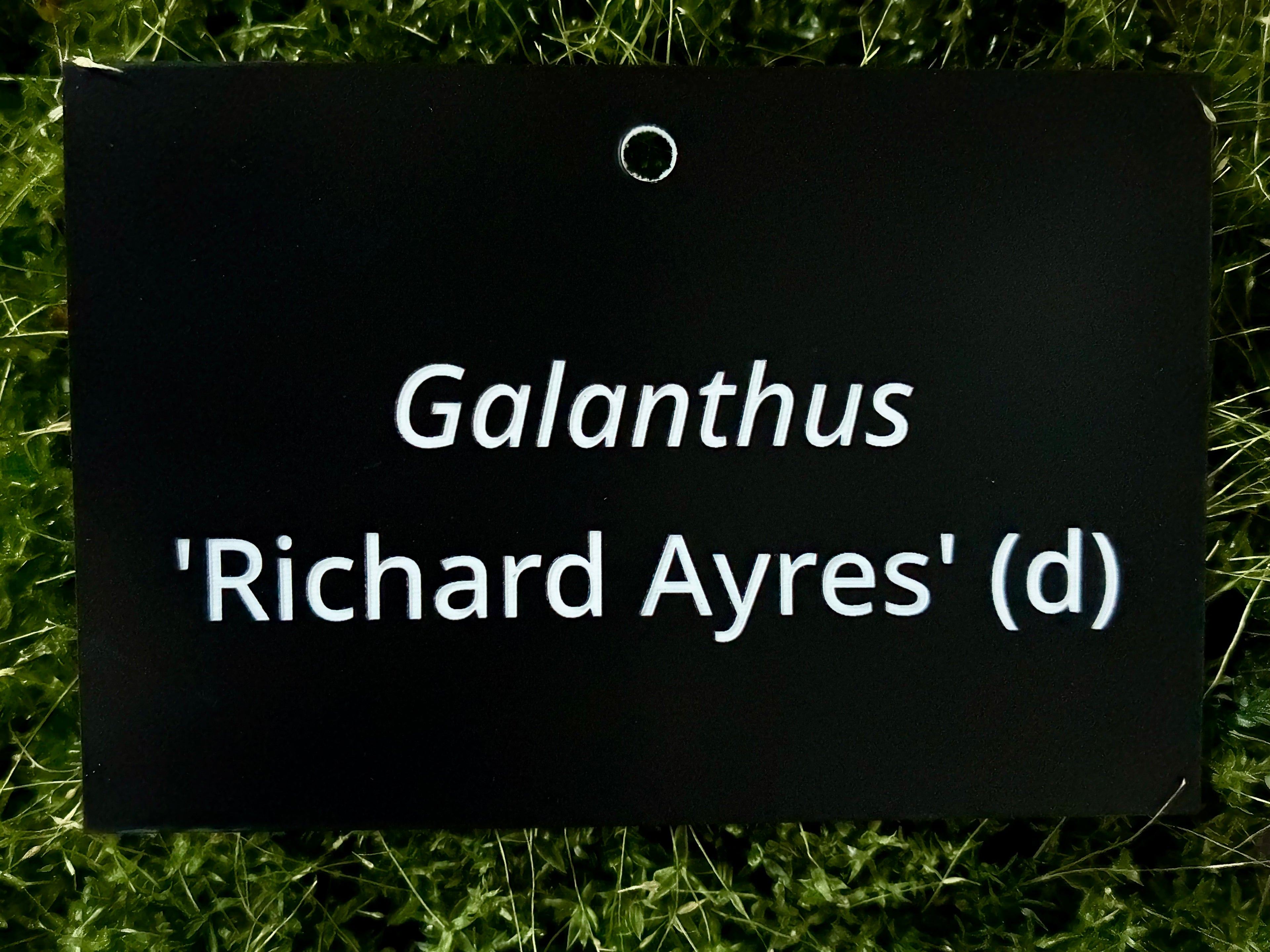 Galanthus 'Richard Ayres' (d) - Plant label