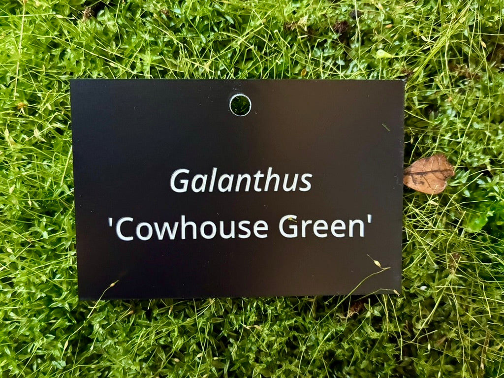 Galanthus 'Cowhouse Green' - Plant label