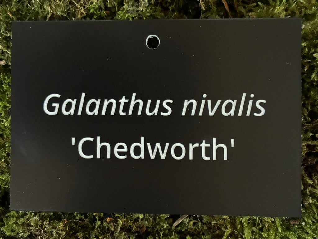 Galanthus nivalis 'Chedworth' - Plant label