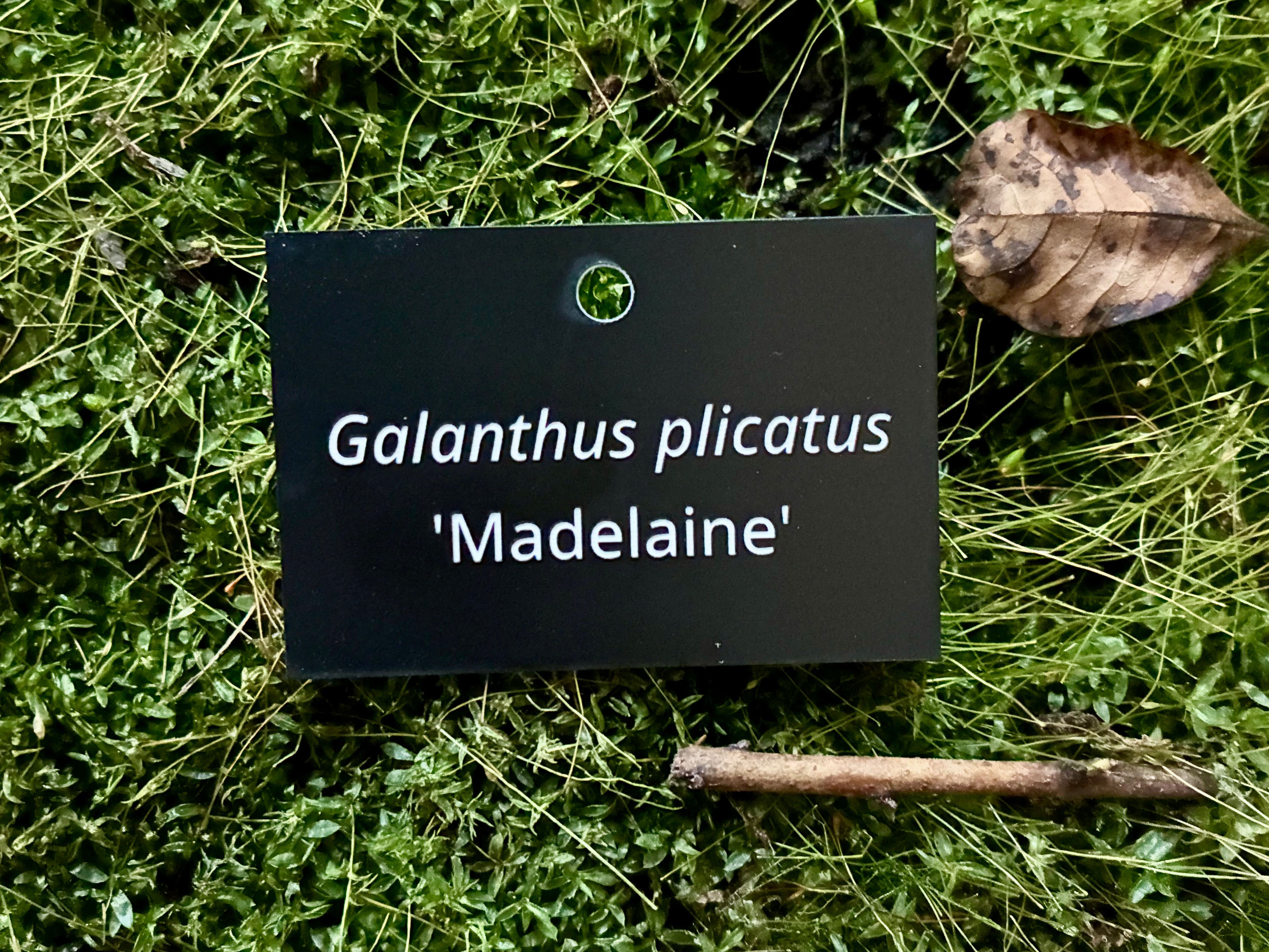 Galanthus plicatus 'Madelaine' - Plant label
