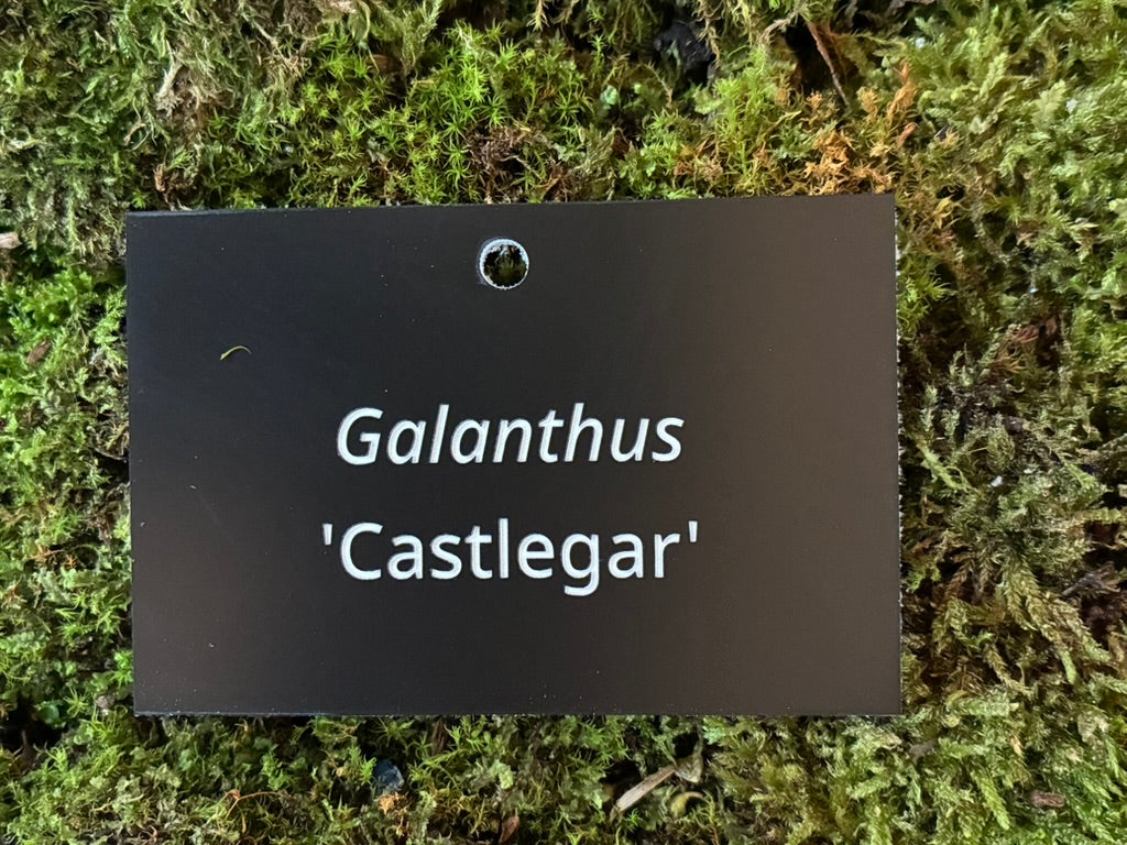 Galanthus 'Castlegar' - Plant label