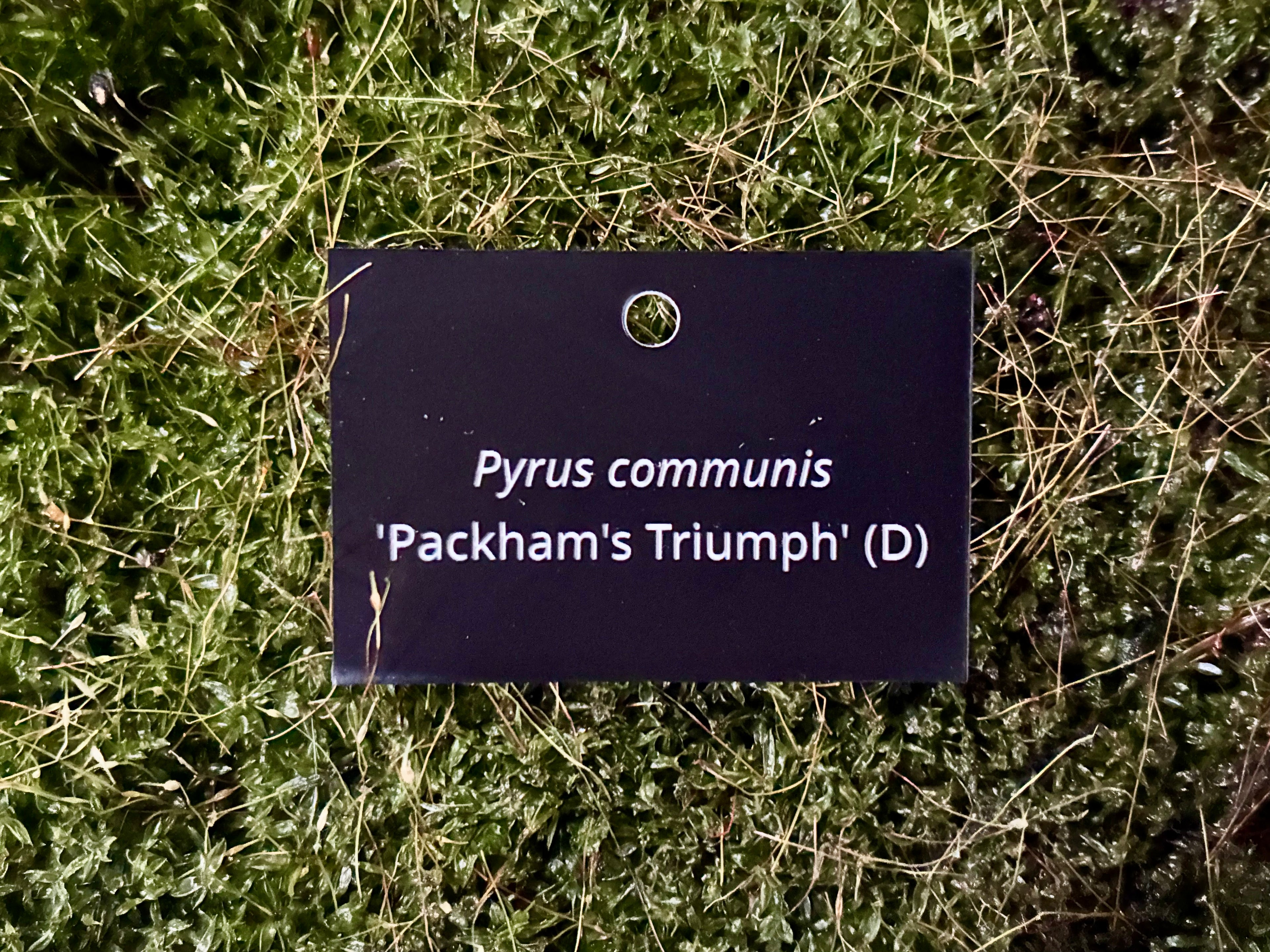 Pyrus communis 'Packham's Triumph' (D) - Plant label