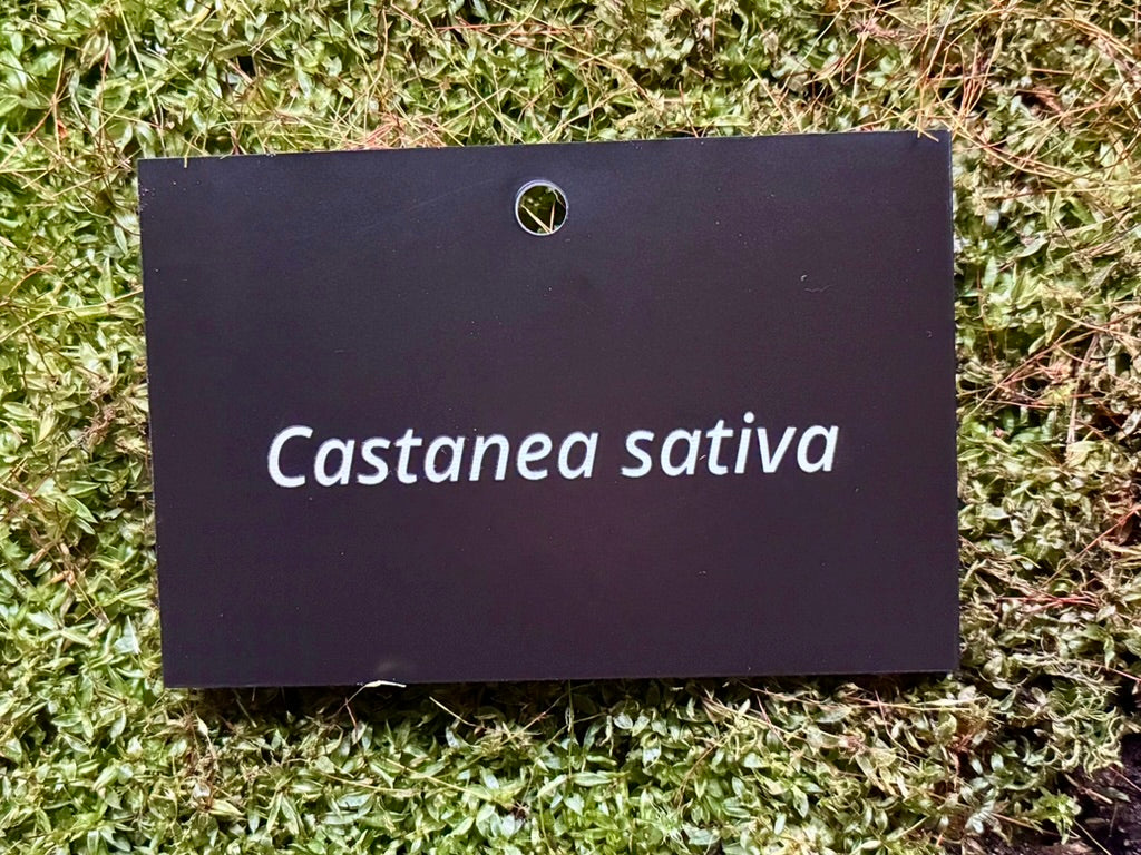 Castanea sativa - Plant label