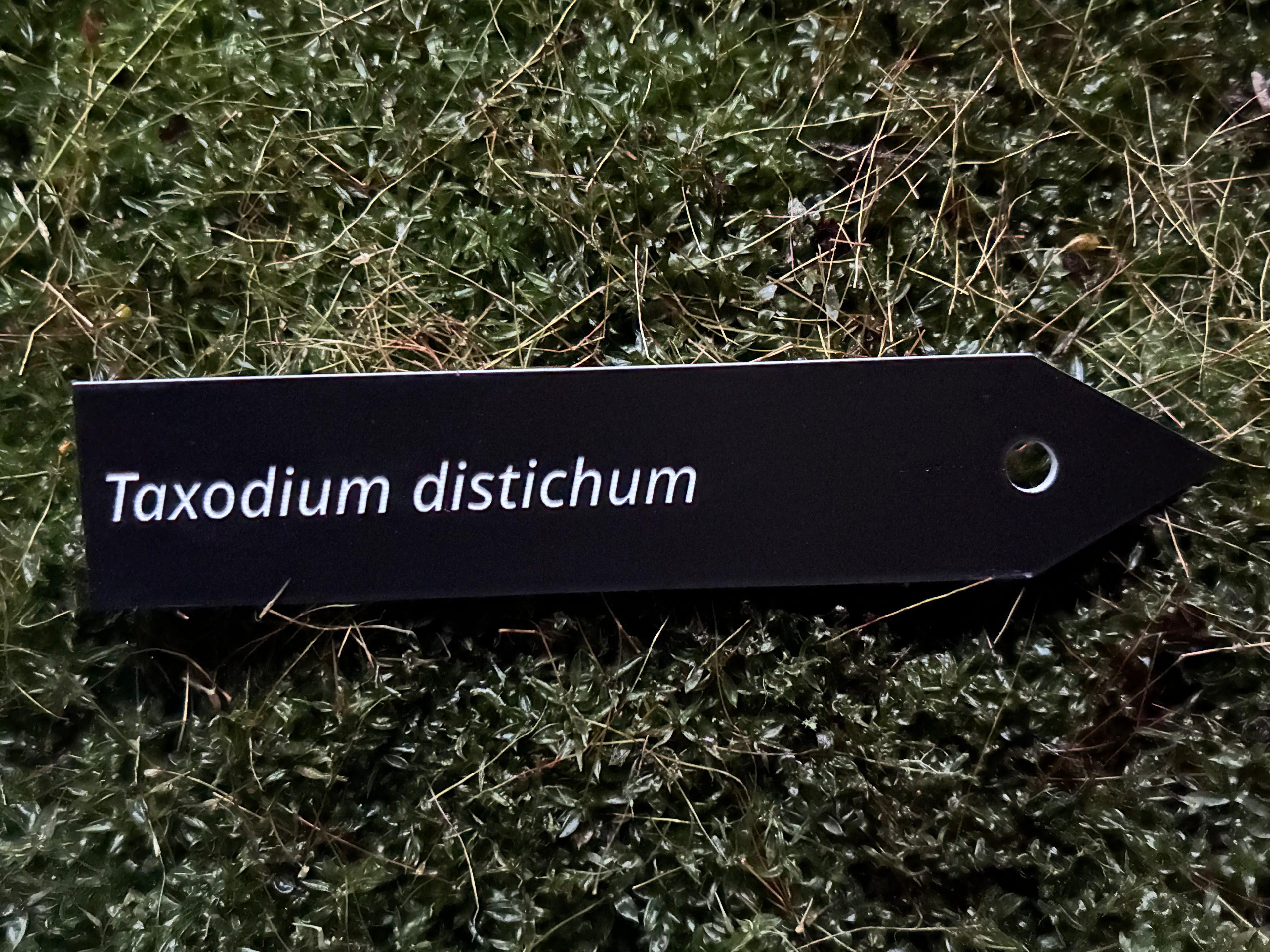 Taxodium distichum - Plant label
