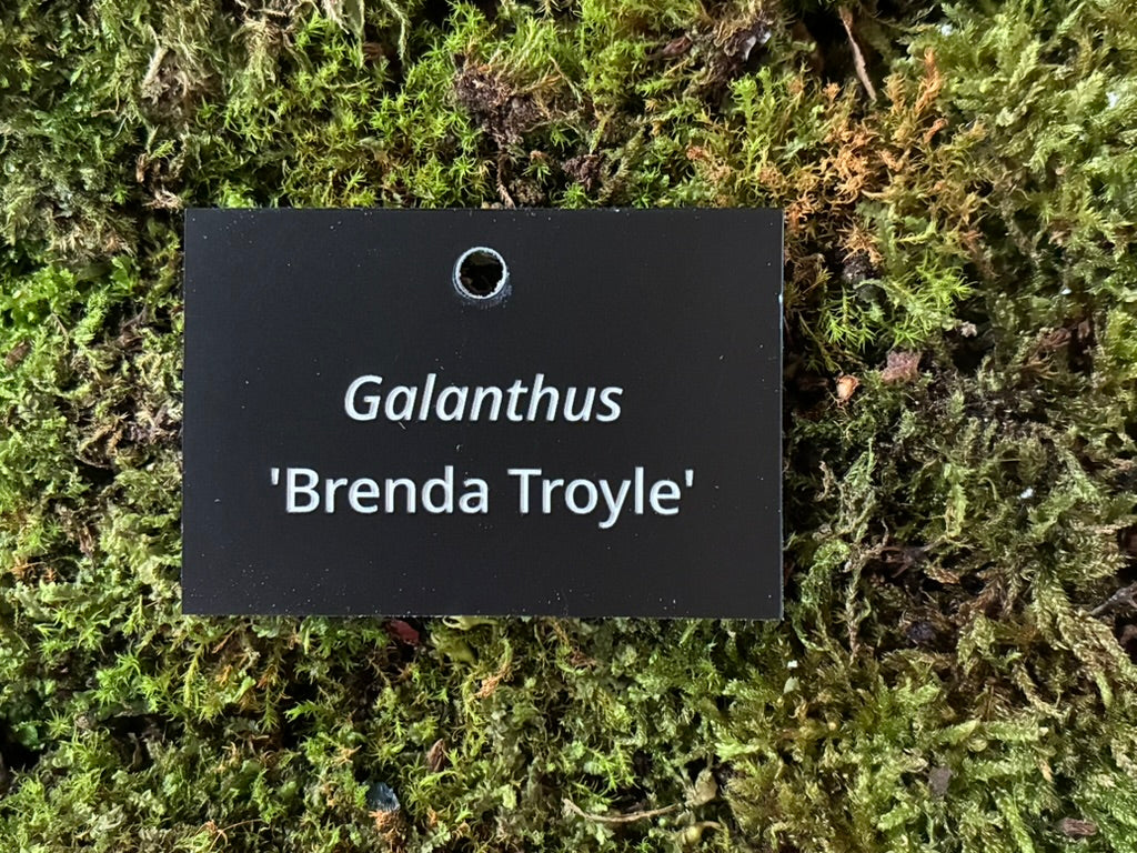 Galanthus 'Brenda Troyle' - Plant label