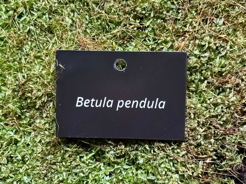 Betula pendula - Plant label