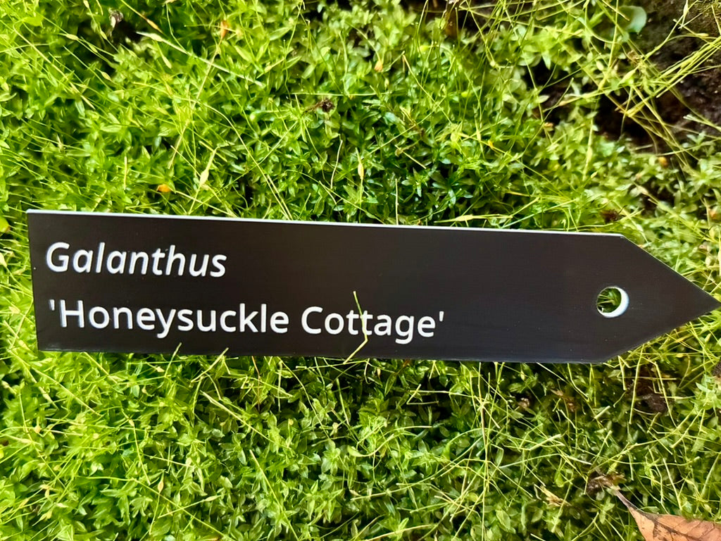 Galanthus 'Honeysuckle Cottage' - Plant label