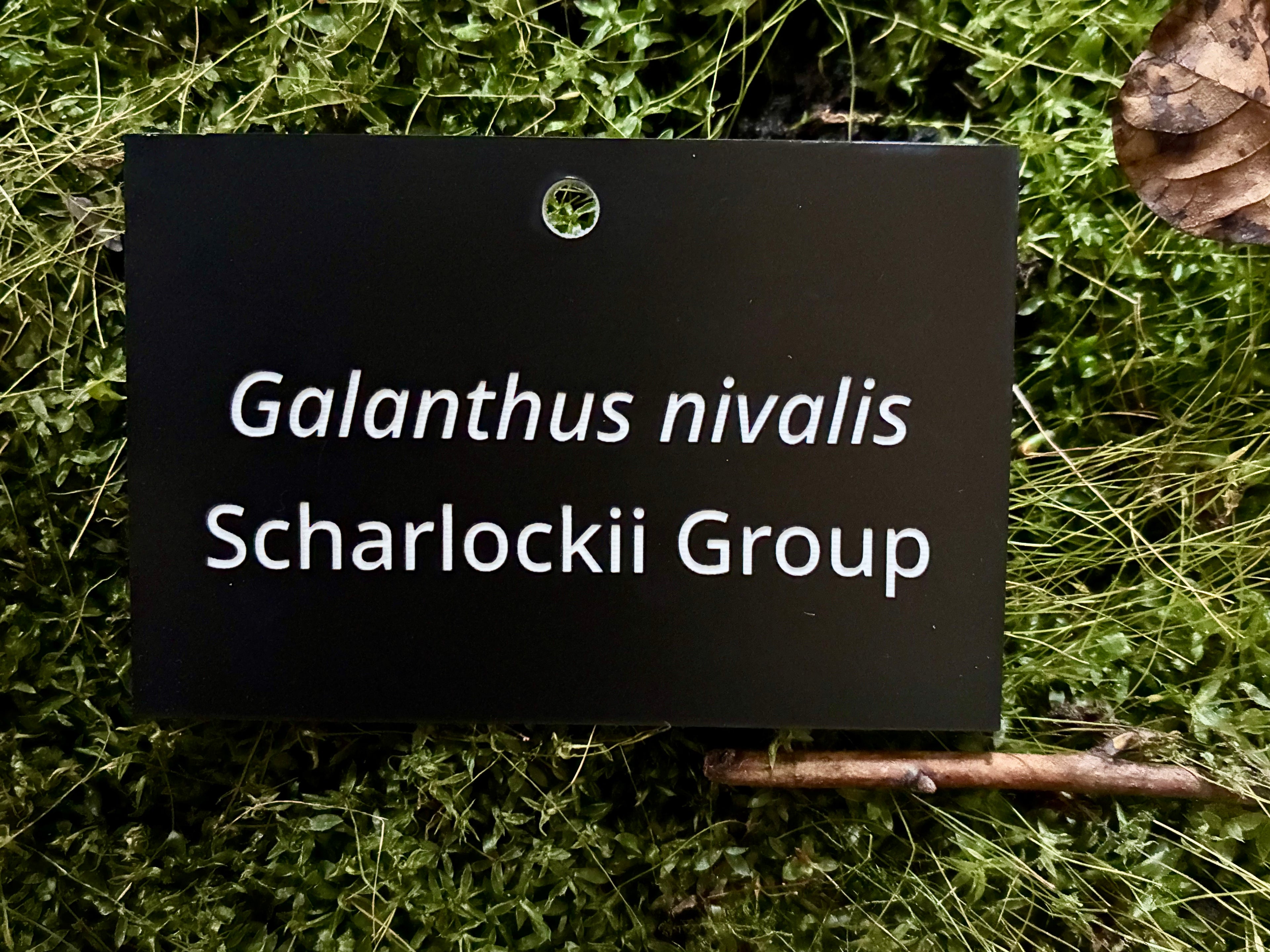Galanthus nivalis Scharlockii Group - Plant label