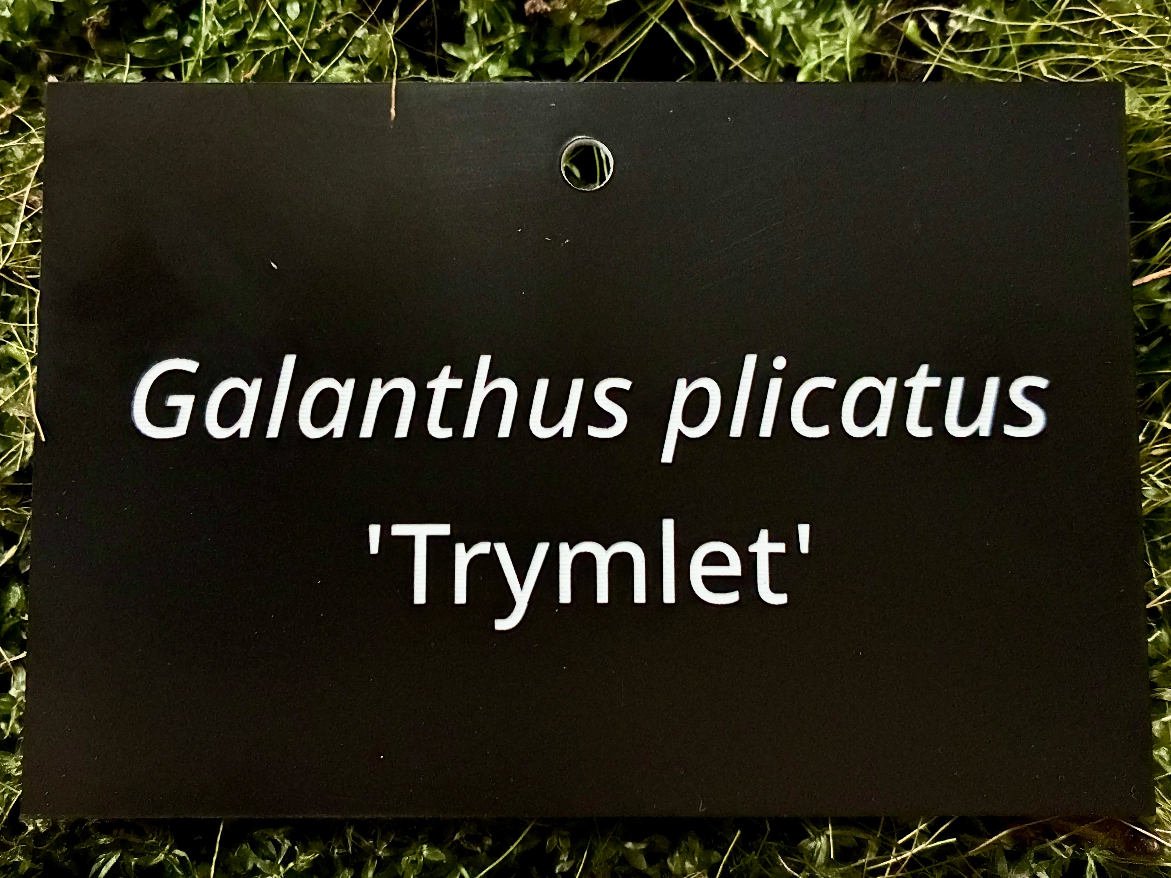 Galanthus plicatus 'Trymlet' - Plant label