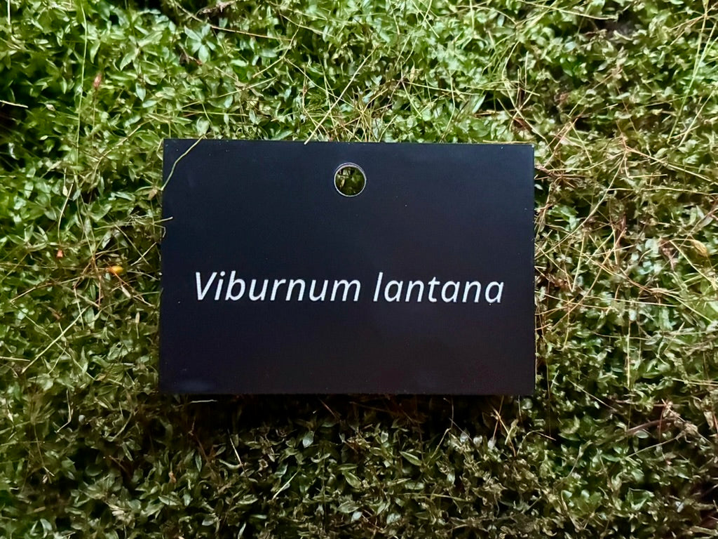 Viburnum lantana - Plant label