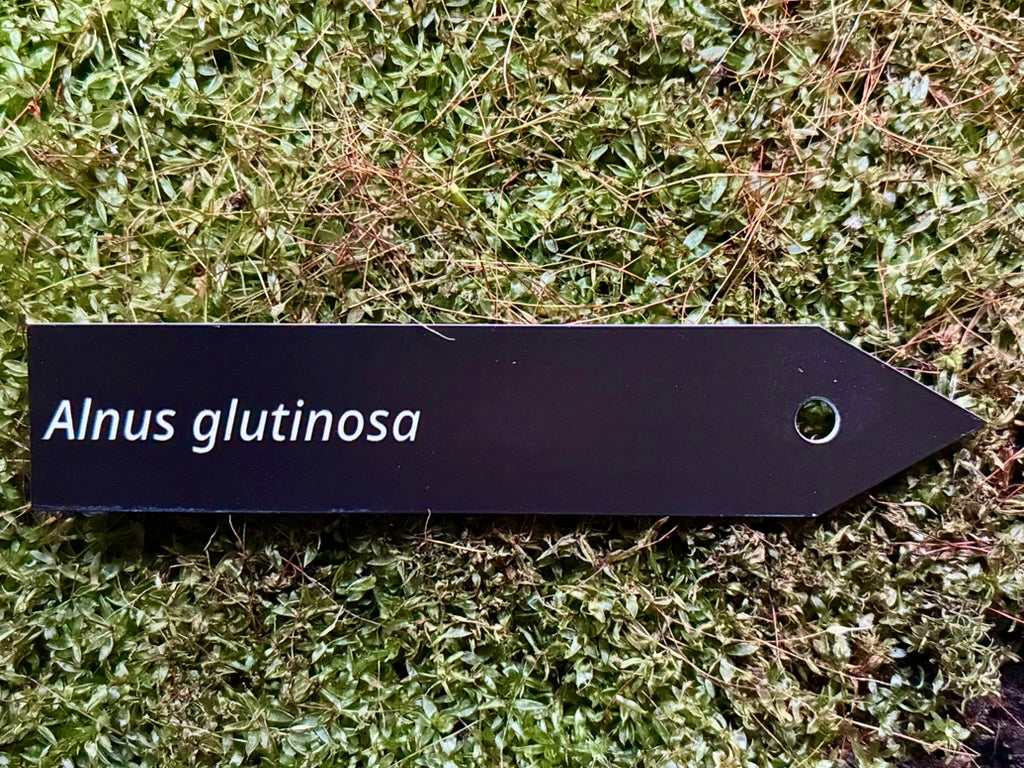 Alnus glutinosa - Plant label
