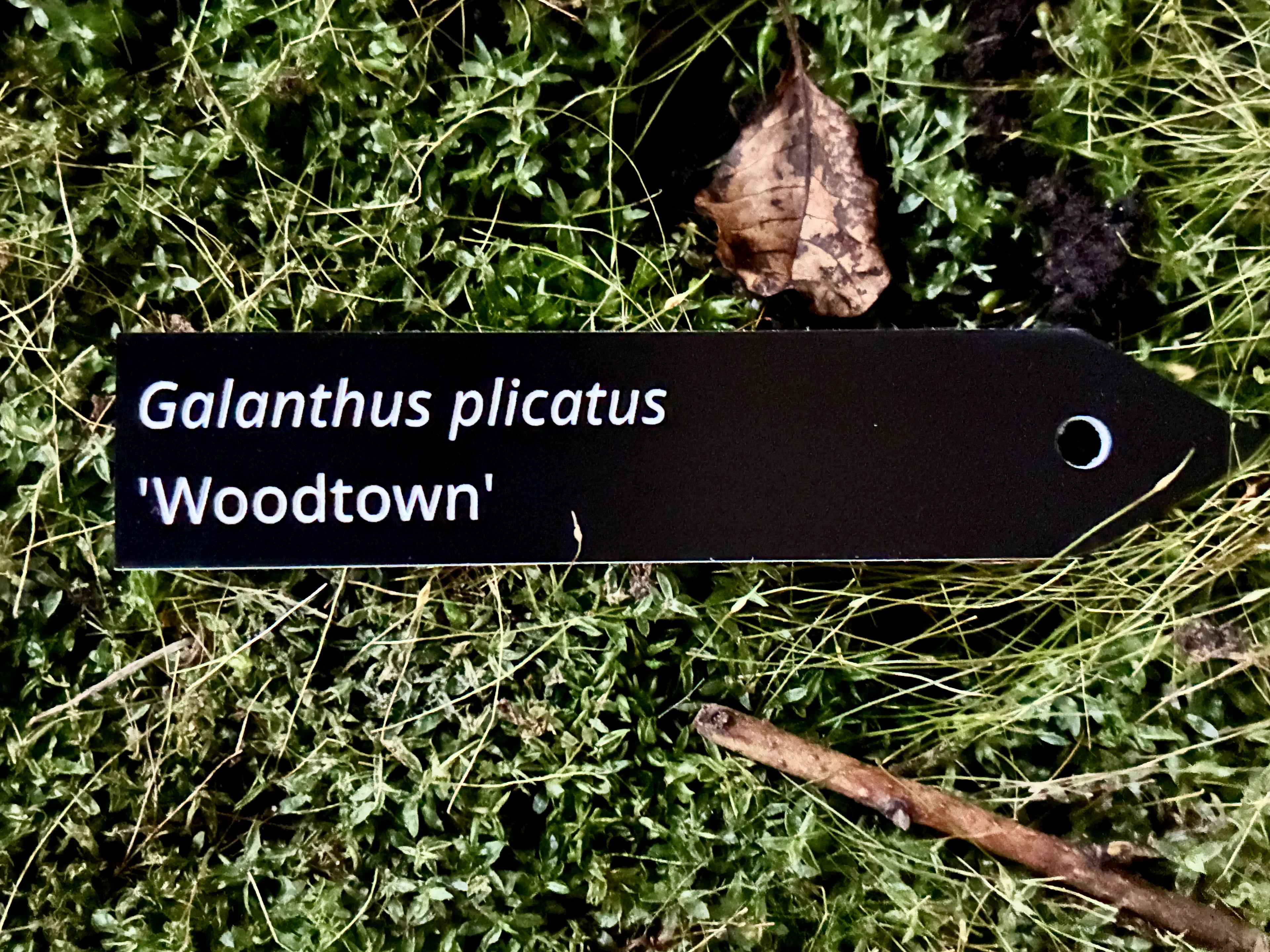 Galanthus plicatus 'Woodtown' - Plant label