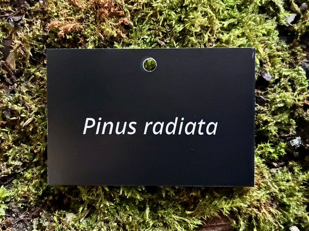 Pinus radiata - Plant label