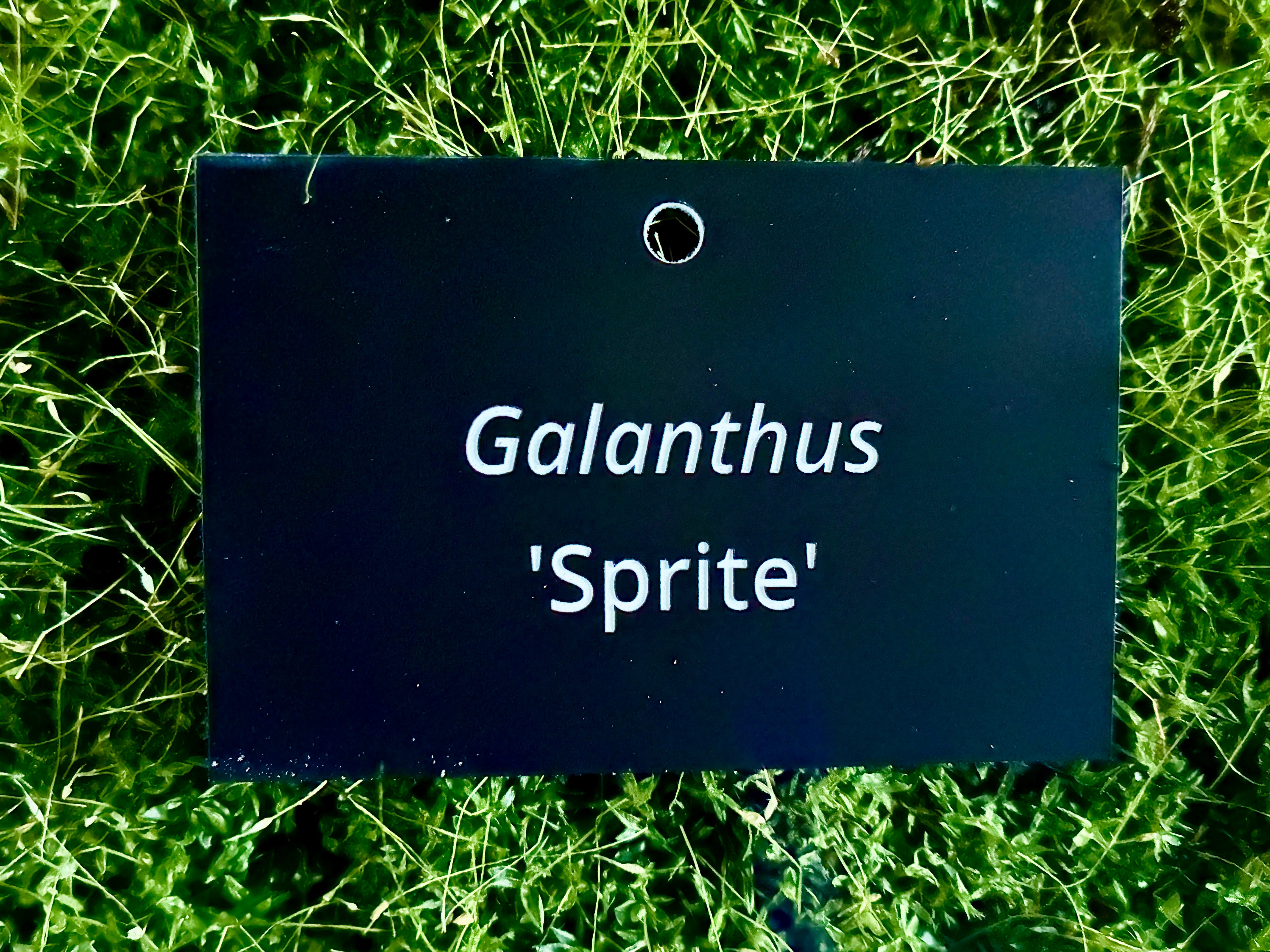 Galanthus 'Sprite' - Plant label