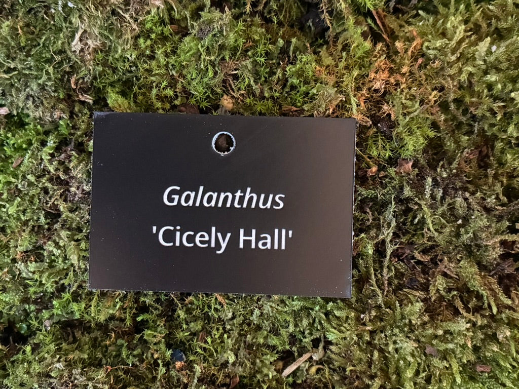 Galanthus 'Cicely Hall' - Plant label