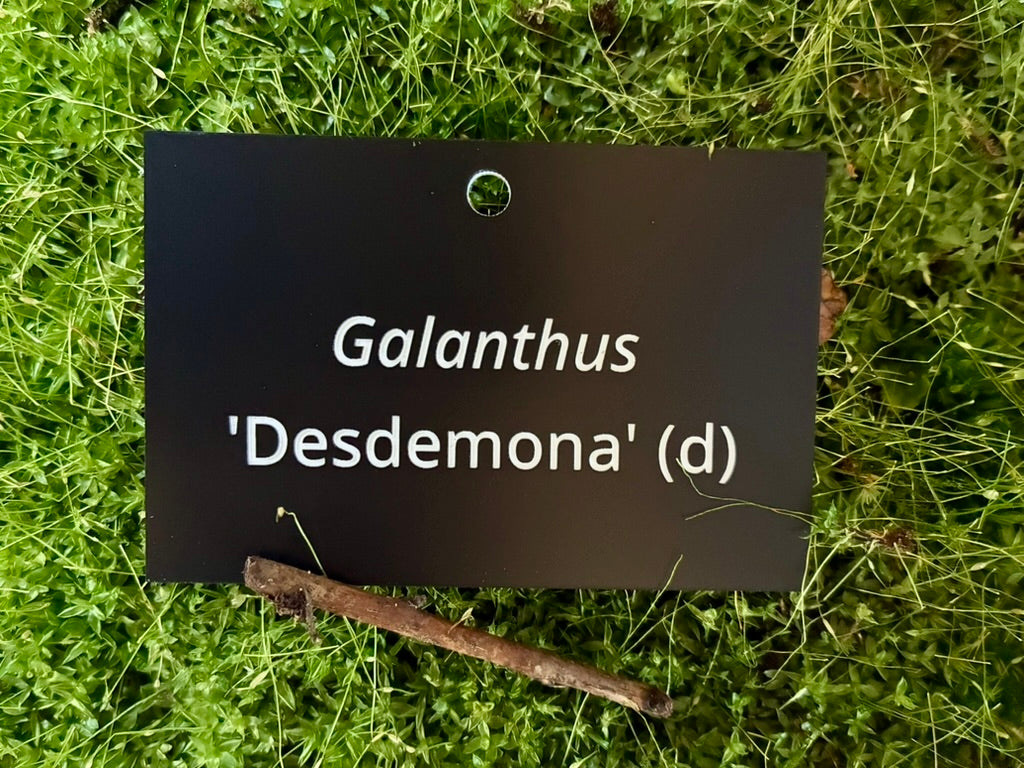 Galanthus 'Desdemona' (d) - Plant label