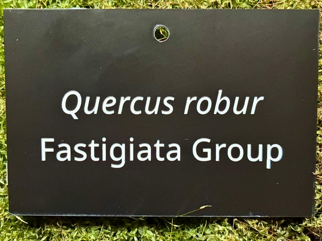 Quercus robur Fastigiata Group - Plant label
