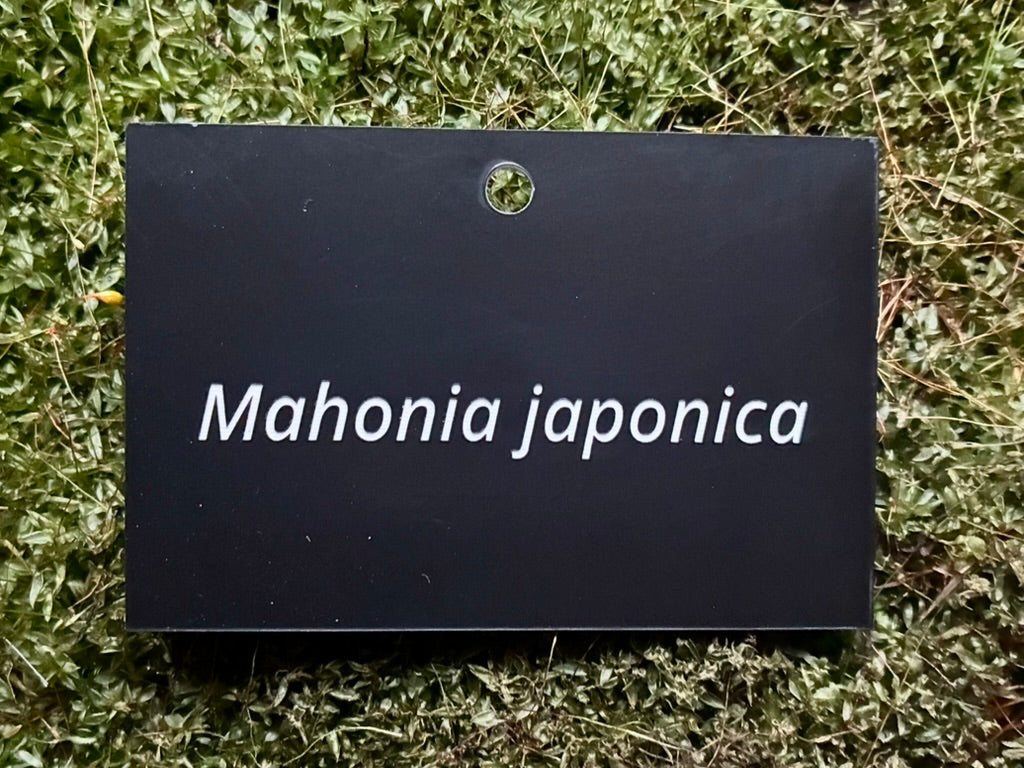 Mahonia japonica - Plant label