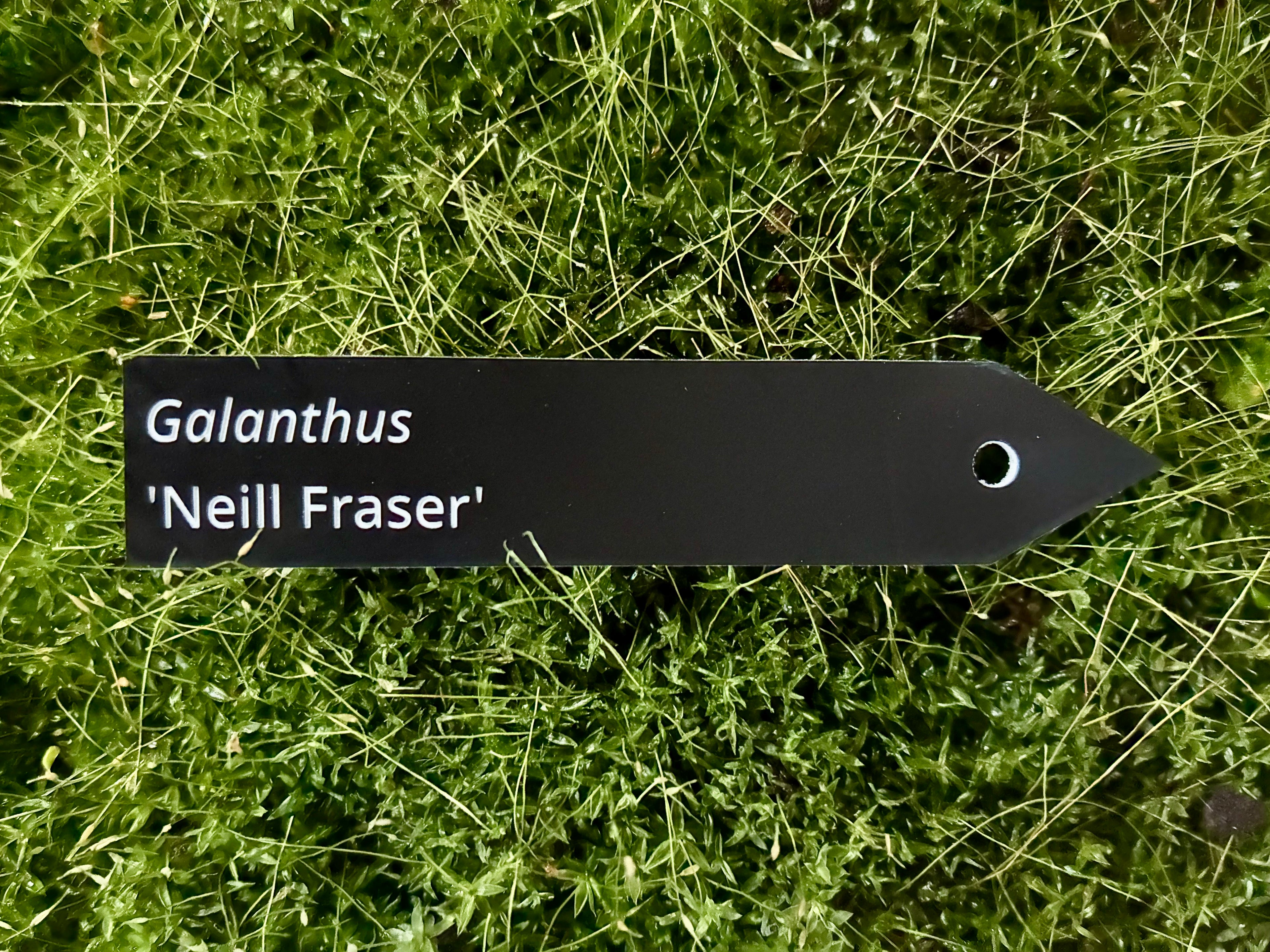 Galanthus 'Neill Fraser' - Plant label