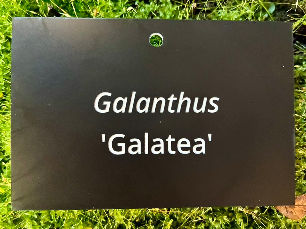 Galanthus 'Galatea' - Plant label