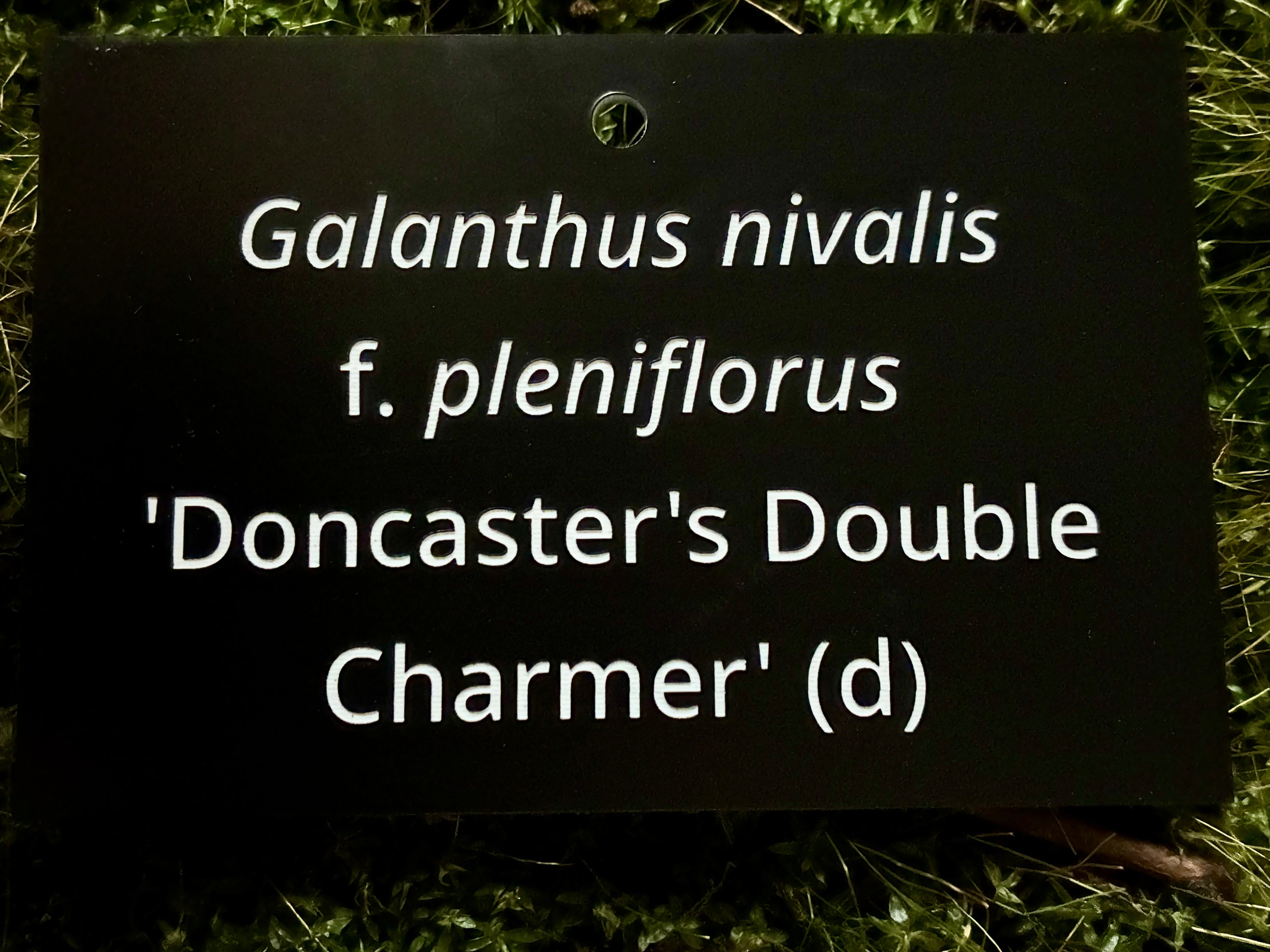 Galanthus nivalis f. pleniflorus 'Doncaster's Double Charmer' (d) - Plant label