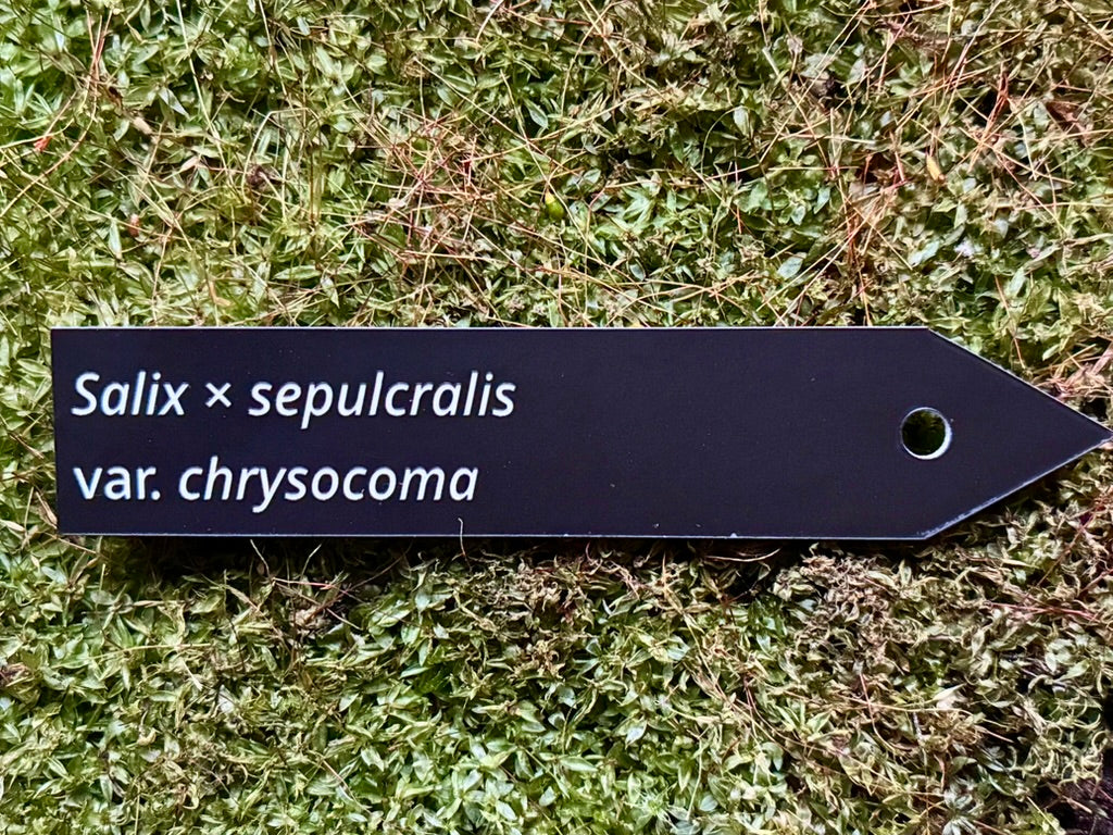 Salix × sepulcralis var. chrysocoma - Plant label