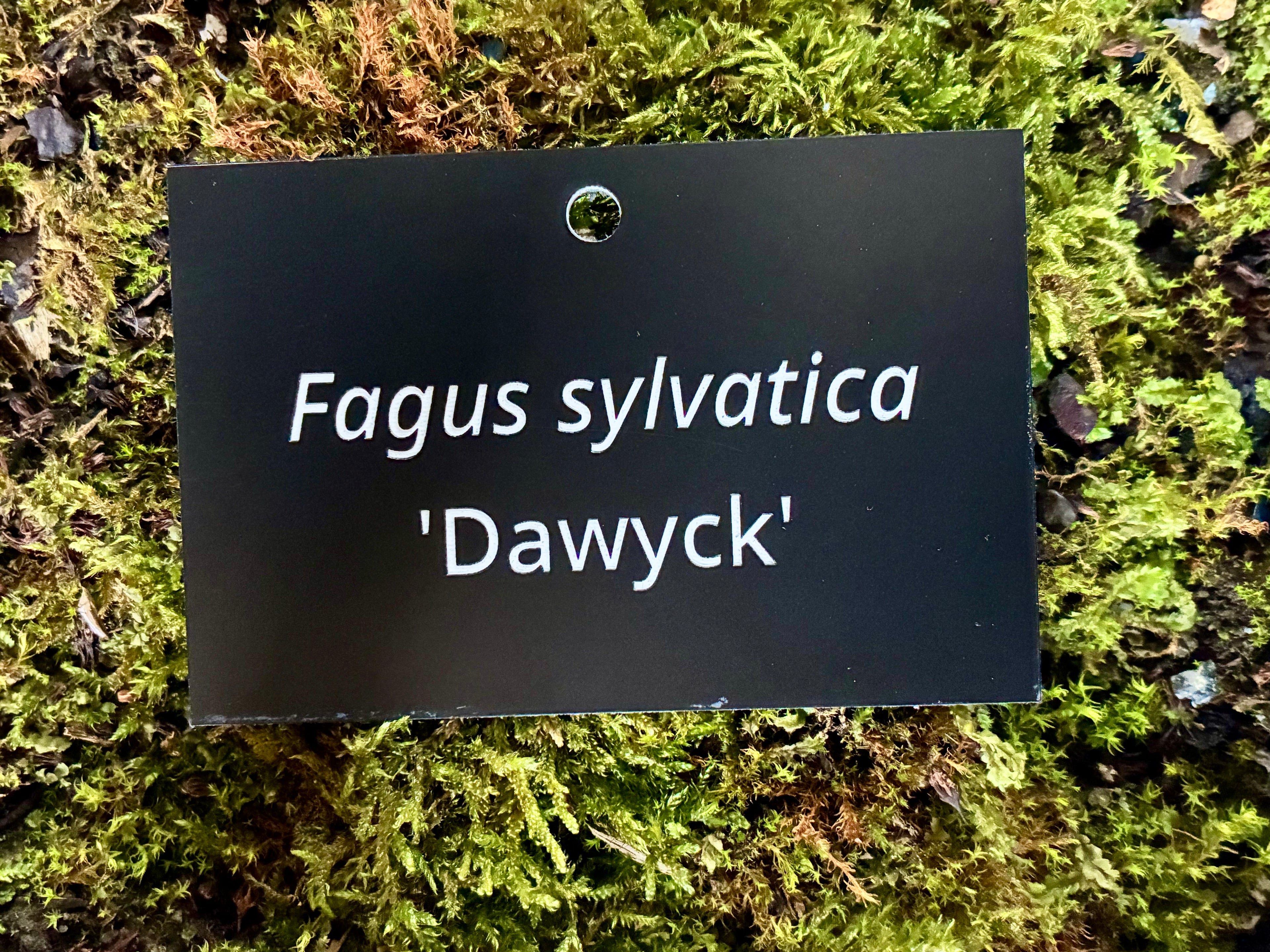 Fagus sylvatica 'Dawyck' - Plant label