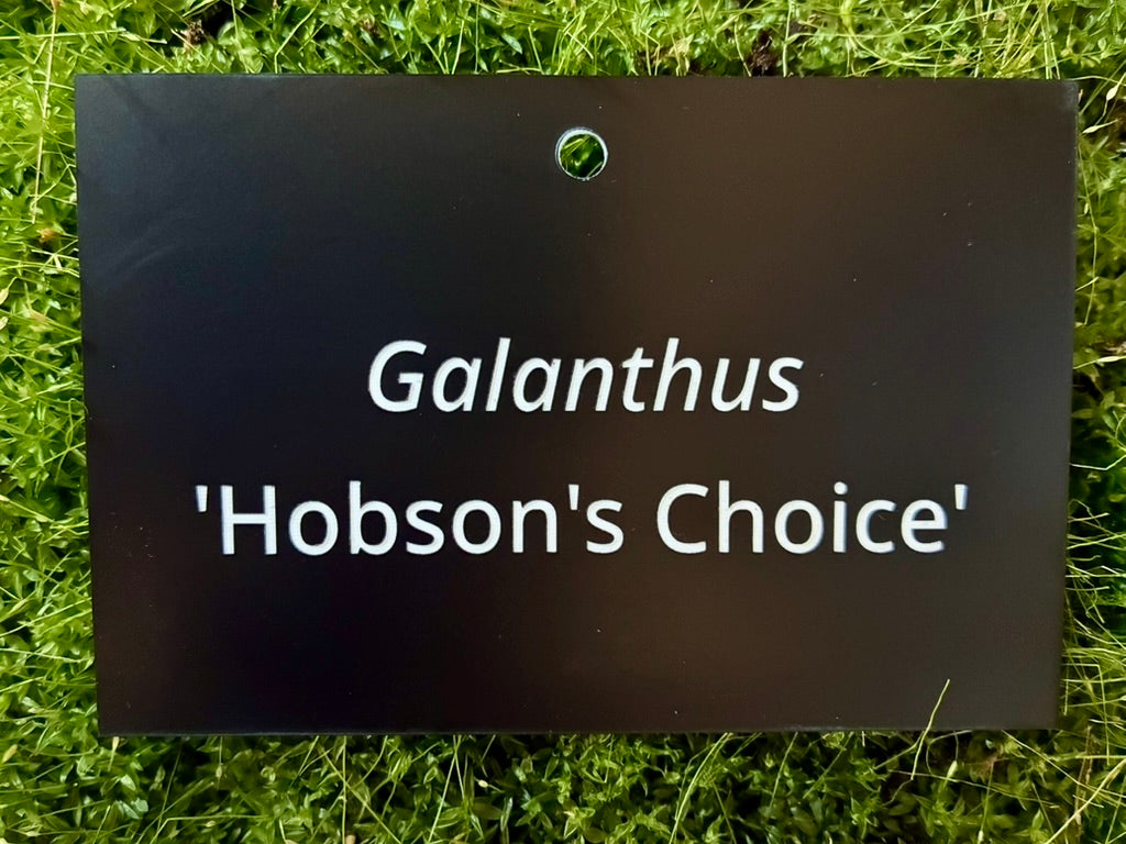 Galanthus 'Hobson's Choice' - Plant label