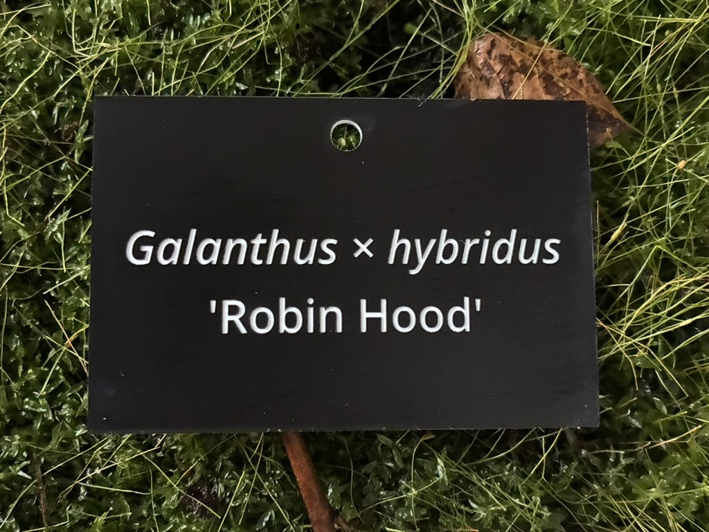 Galanthus × hybridus 'Robin Hood' - Plant label
