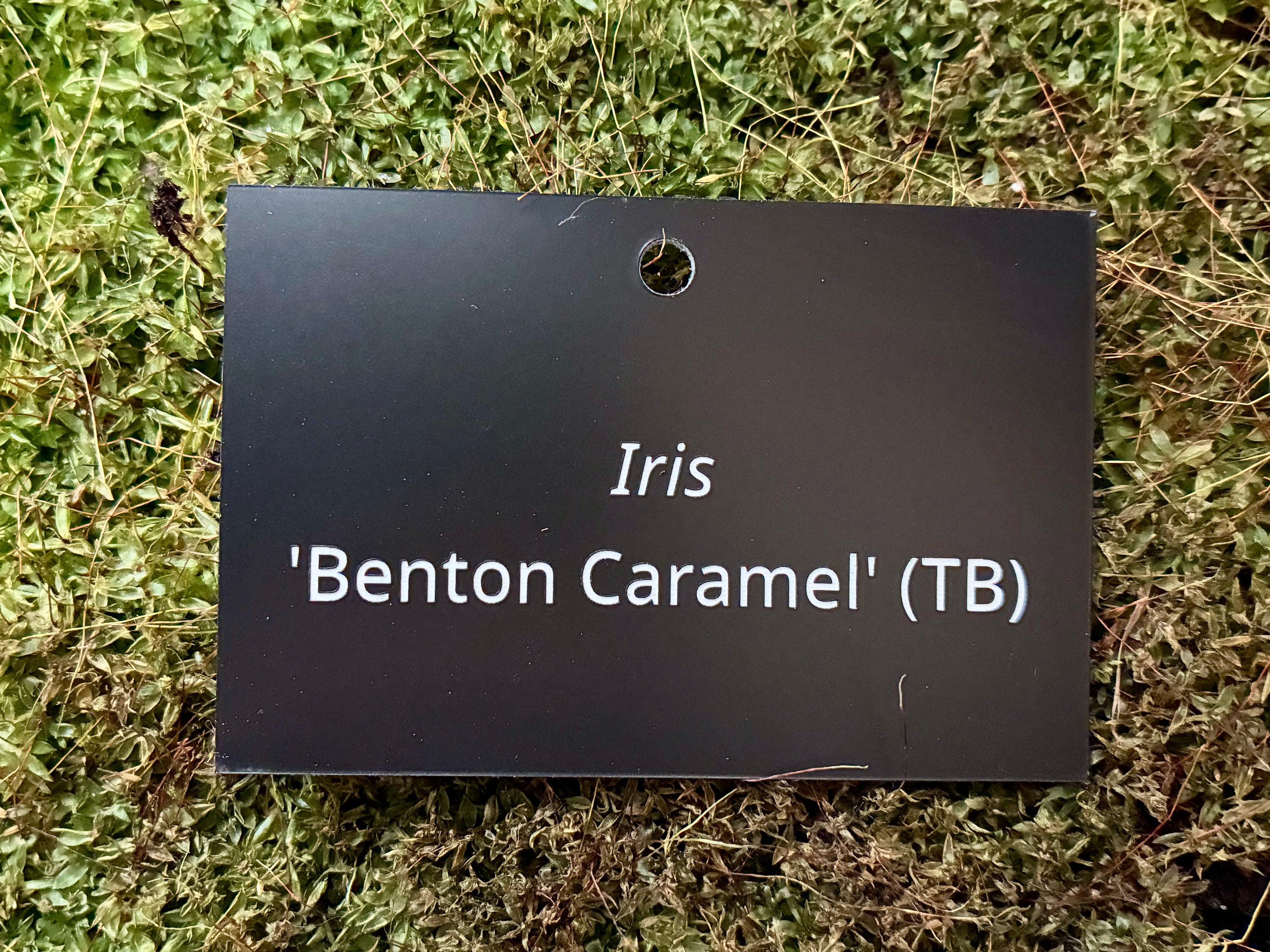 Iris 'Benton Caramel' (TB) - Plant label