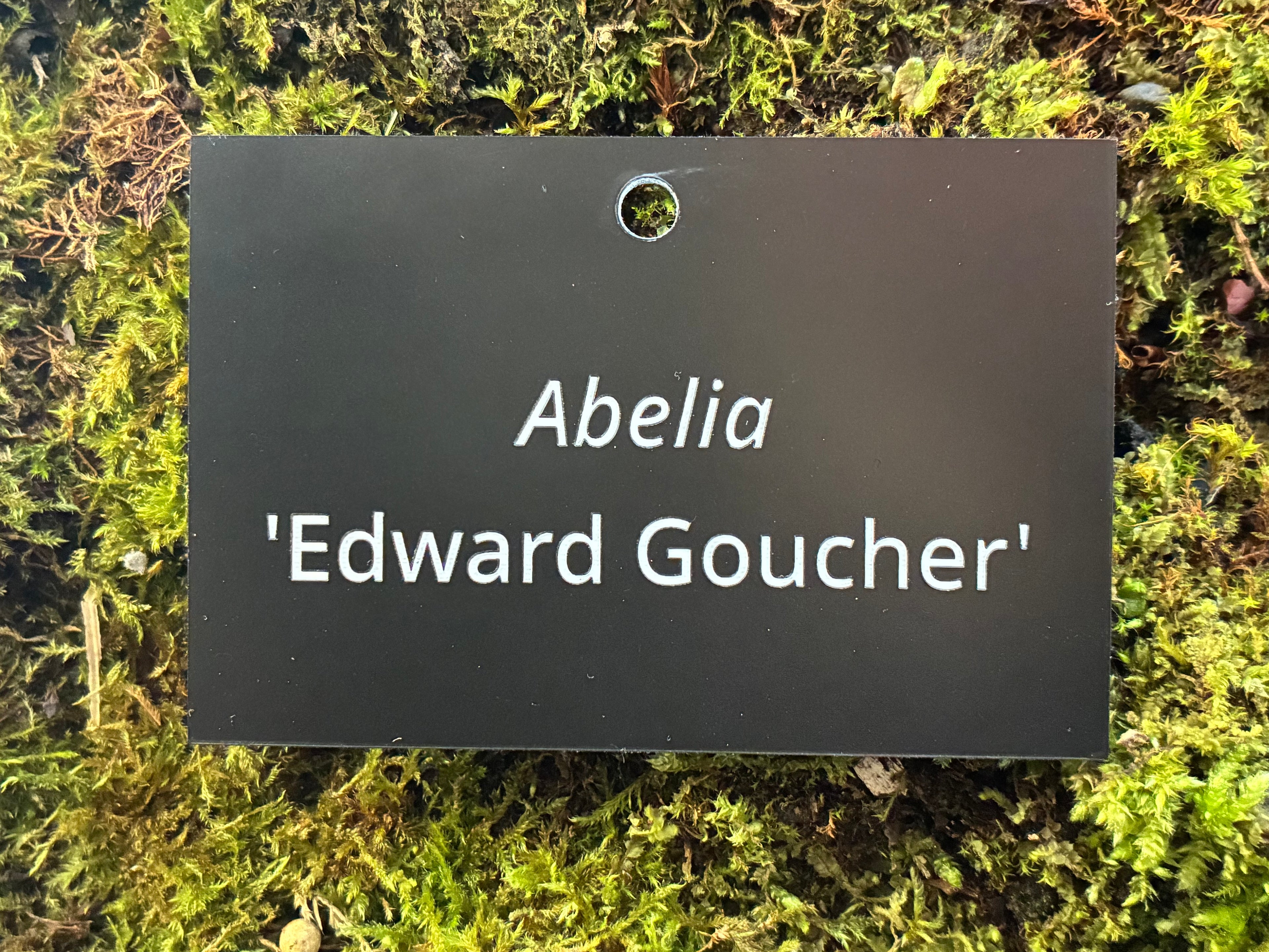 Abelia 'Edward Goucher' - Plant label