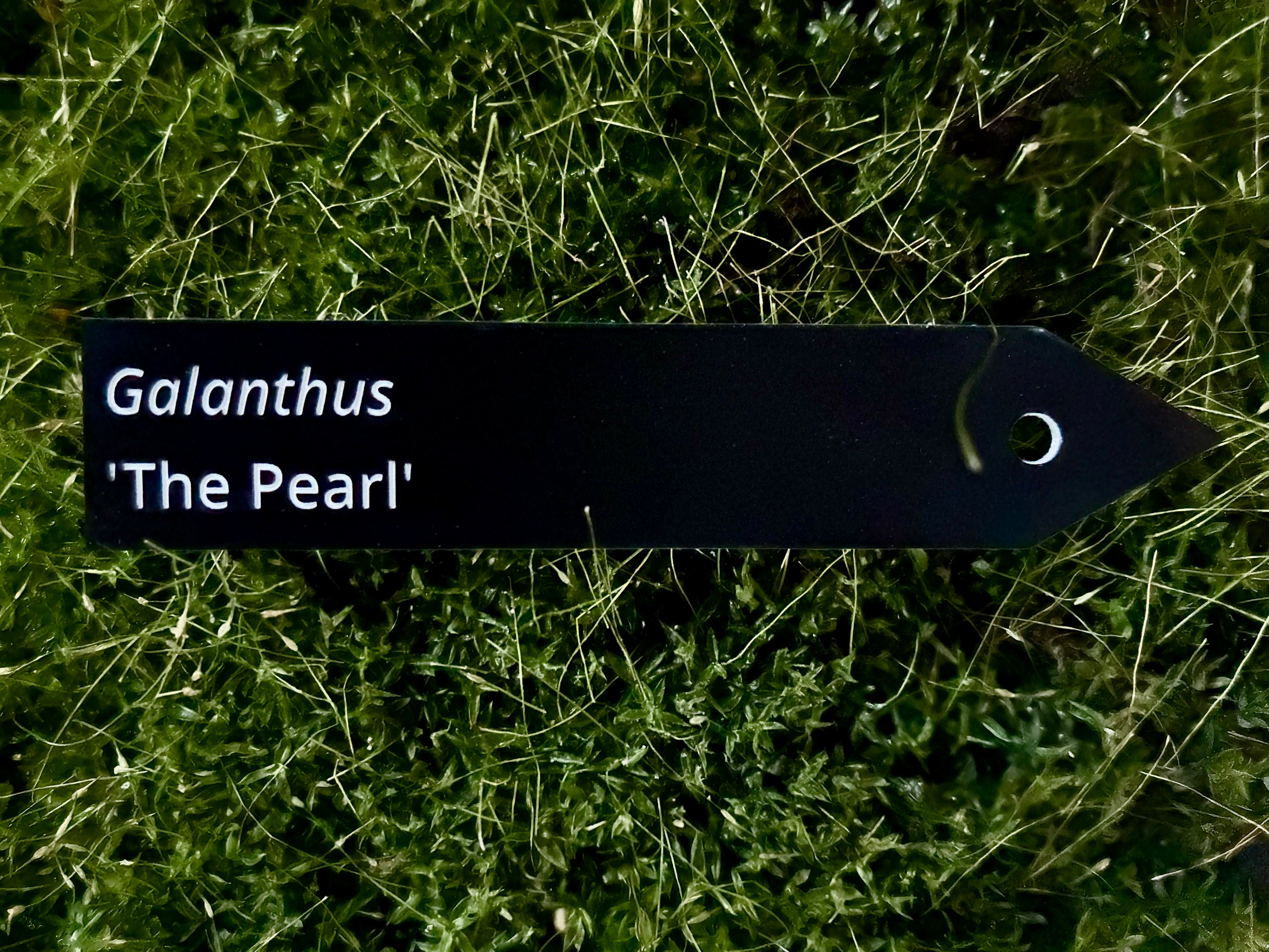 Galanthus 'The Pearl' - Plant label