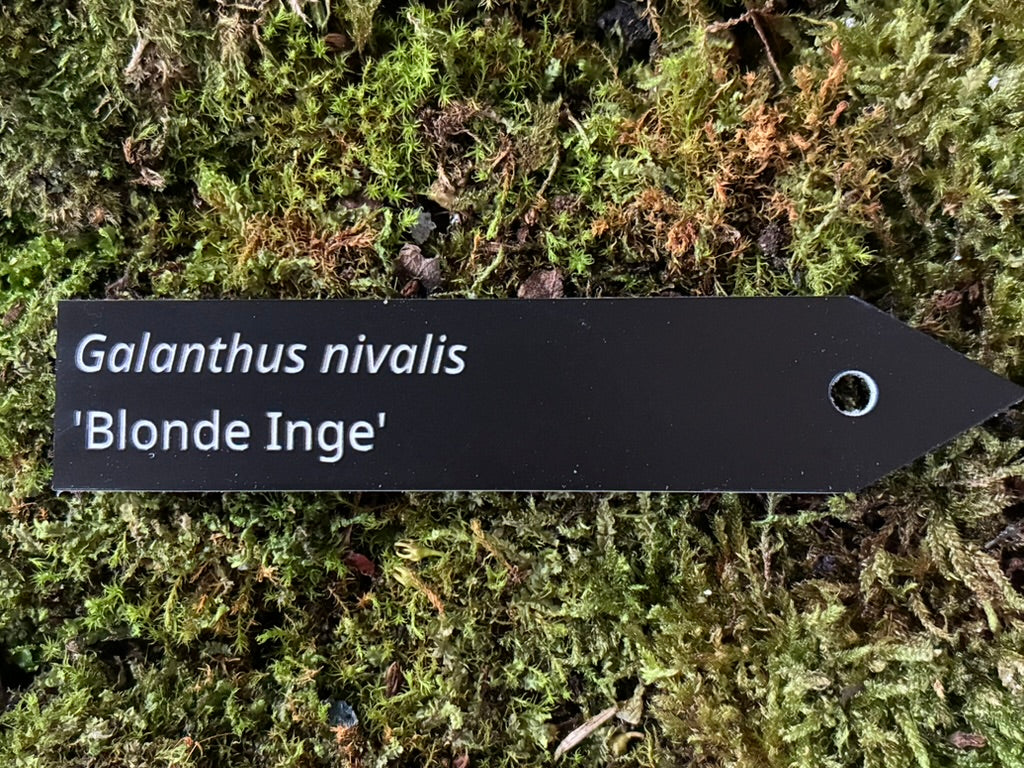 Galanthus nivalis 'Blonde Inge' - Plant label