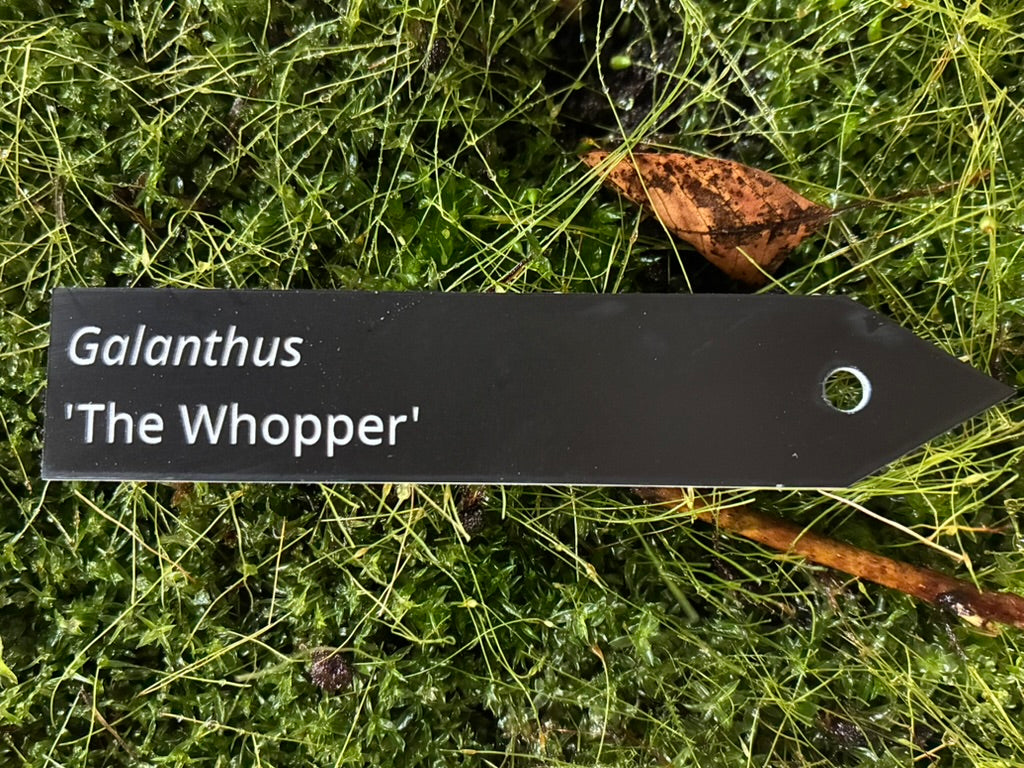 Galanthus 'The Whopper' - Plant label