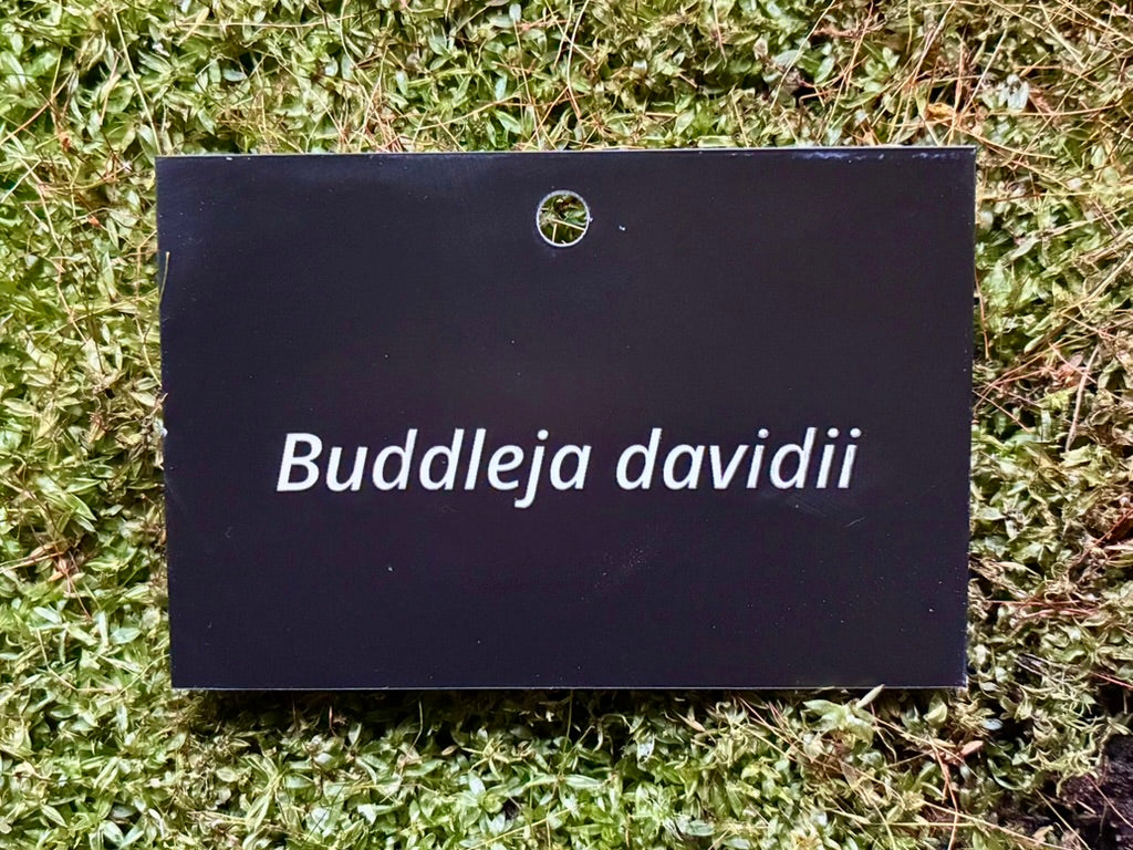Buddleja davidii - Plant label