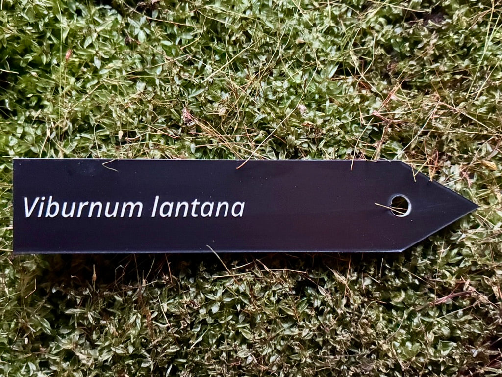 Viburnum lantana - Plant label