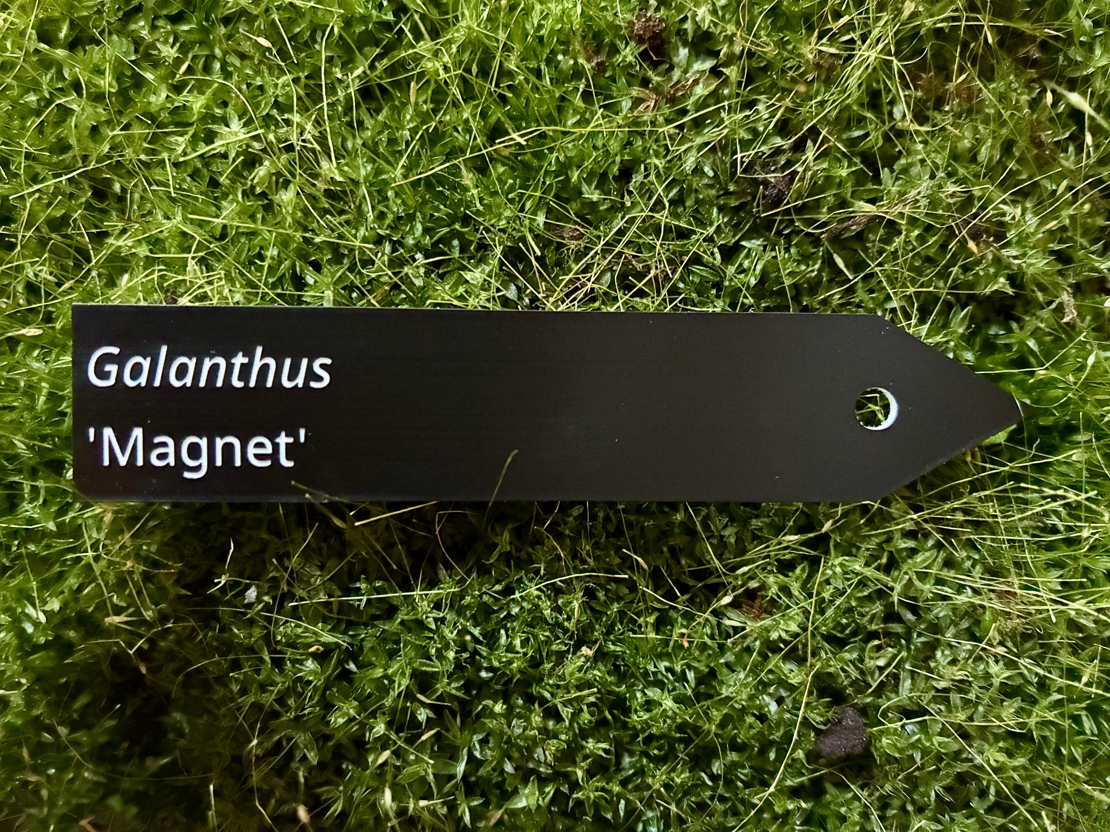 Galanthus 'Magnet' - Plant label