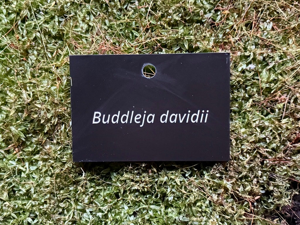 Buddleja davidii - Plant label