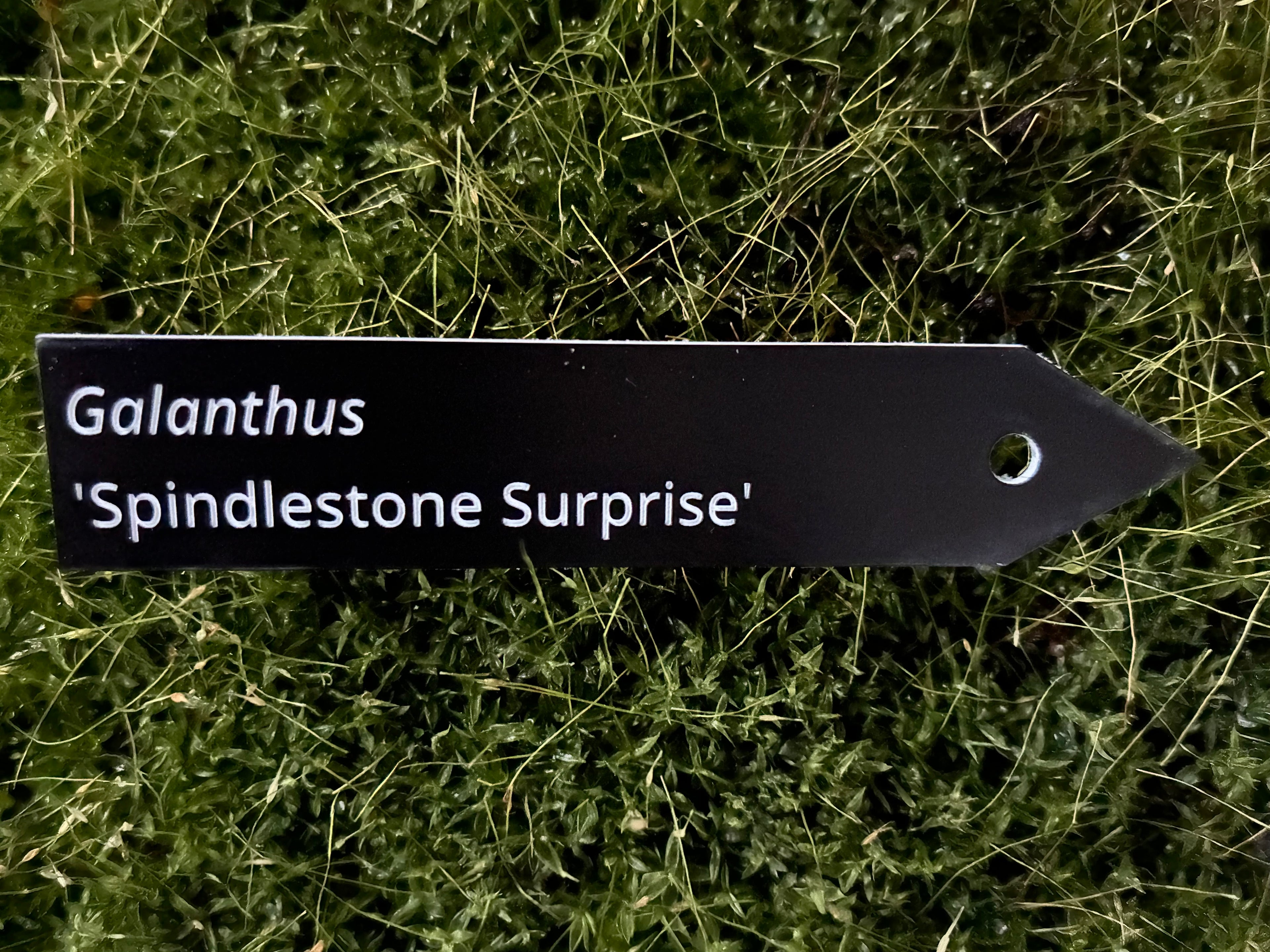 Galanthus 'Spindlestone Surprise' - Plant label