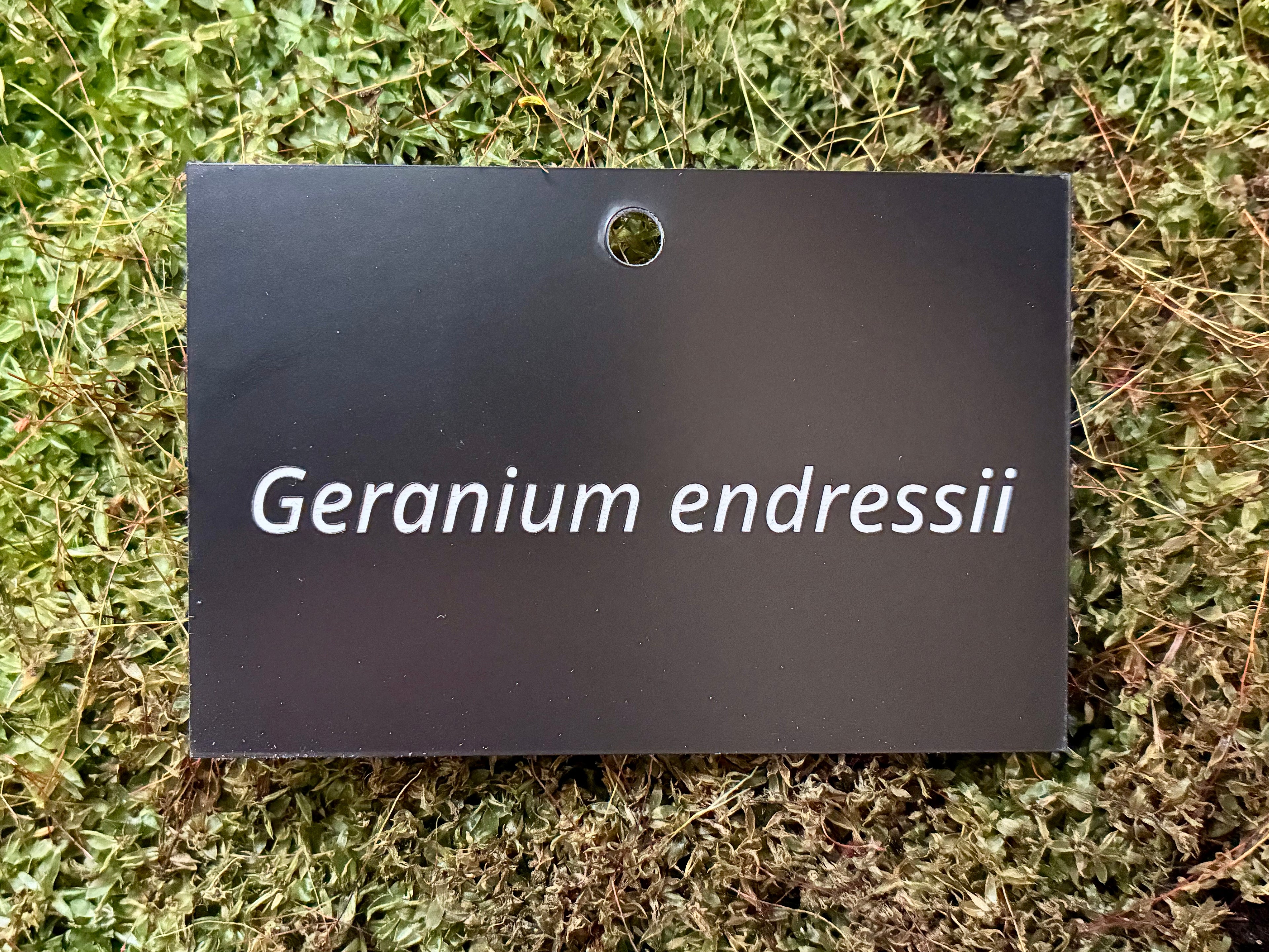 Geranium endressii - Plant label
